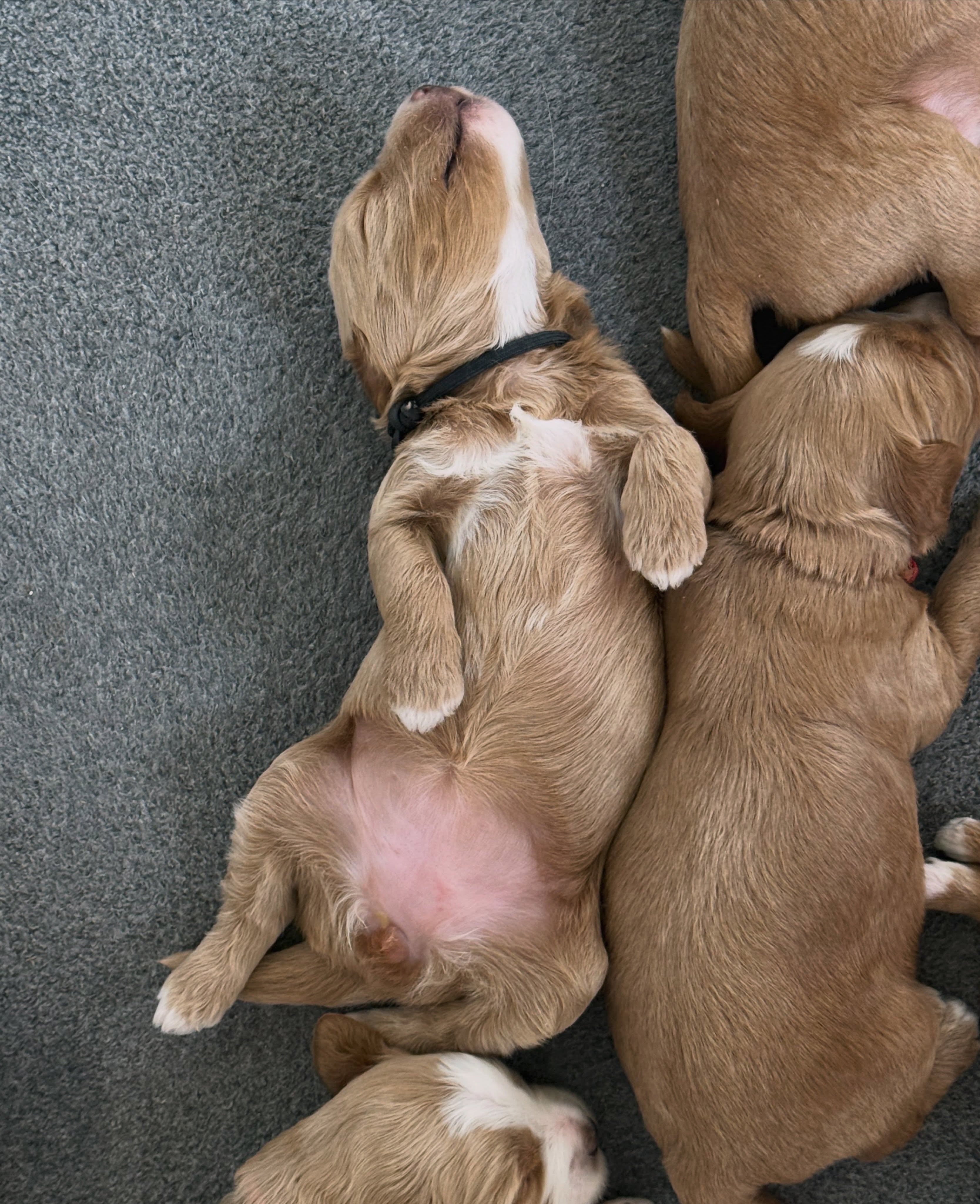 No one sleeps harder than a baby with a full belly🤭