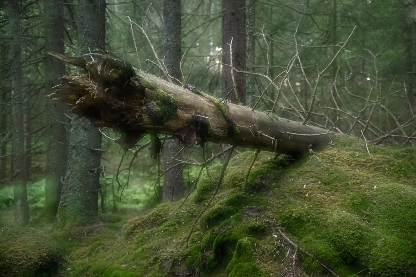 In the old forest lives this creature garding an old cairn from a time when a poor crofter farmed the land.
#innaturephotos
#innature
#forestfantasy
#forest
#oldtime
