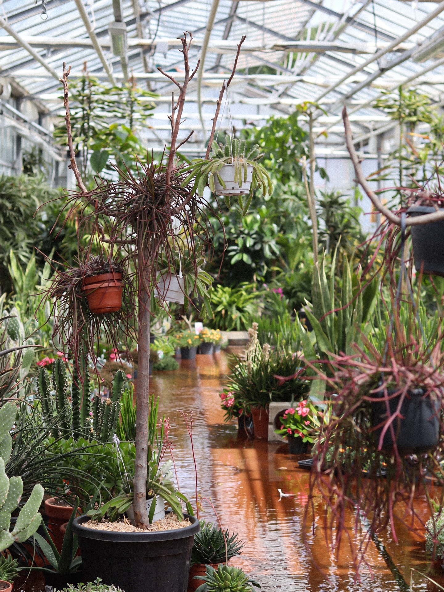 Câest lâheure de lâarrosage âșïžđ§
Avez-vous dĂ©jĂ assistĂ© Ă lâarrosage de nos plantes ?
Cette technique sâappelle la sub-irrigation et permet dâarroser les plantes par le dessous du pot. De ce fait, elles absorbent uniquement lâeau dont elles ont besoin. Le restant dâeau repart dans des cuves souterraines et sera rĂ©utilisĂ© pour les prochains arrosages đ
La couleur rougeĂątre est dĂ» aux diffĂ©rents Ă©lĂ©ments ajoutĂ©s Ă lâeau pour enrichir les plantes.
đȘŽ Le jardin de tous
âïž 05 59 03 73 52
đ15 rue de Louillot, Anglet