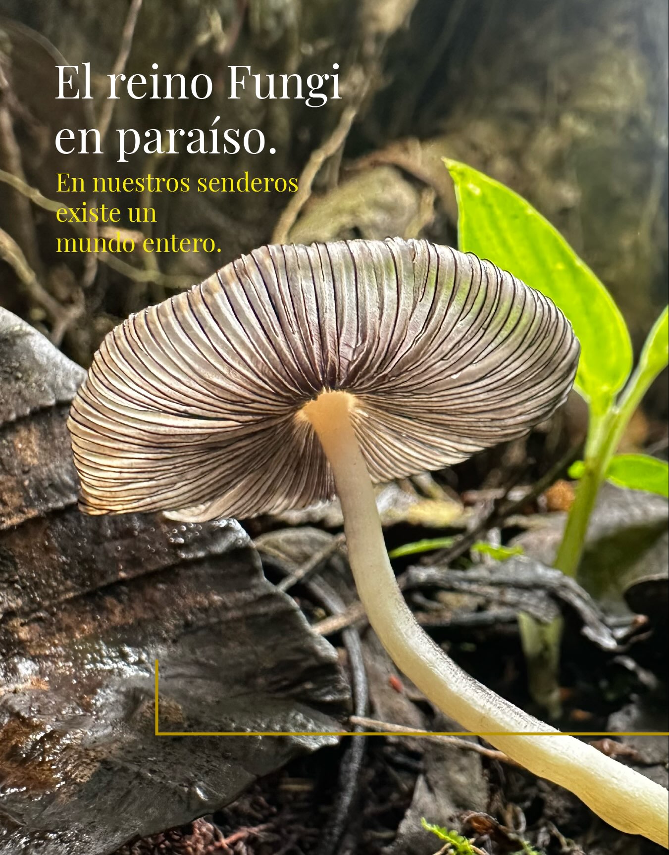 🍄 Descubriendo el Reino Fungi: Coprinellus disseminatus 🌿
Hoy queremos hablarte de los hongos y su increíble diversidad en el reino fungi. Uno de los protagonistas que vale la pena conocer es el Coprinellus disseminatus, un hongo fascinante que crece en grupos y puede encontrarse en suelos ricos en materia orgánica.
Este hongo es conocido por su apariencia delicada y su color gris claro. A menudo se encuentra en superficies húmedas, como troncos en descomposición y áreas de sombra, formando unos hermosos “ramos” de pequeños sombreros.
Los hongos, como el Coprinellus disseminatus, son esenciales para nuestros ecosistemas. Descomponen la materia orgánica, reciclando nutrientes y ayudando a que las plantas crezcan. Además, son parte de la cadena alimentaria y proporcionan hábitat para muchos organismos.
Así que la próxima vez que veas hongos en tu camino, tómate un momento para admirar su belleza y la importante función que cumplen en la naturaleza. ¡El mundo de los hongos es realmente asombroso! 🍂✨
ENG/
🍄 Discovering the Fungi Kingdom: Coprinellus disseminatus 🌿
Today, we want to talk to you about mushrooms and their incredible diversity in the fungi kingdom. One of the stars worth knowing about is Coprinellus disseminatus, a fascinating mushroom that grows in groups and can be found in soils rich in organic matter.
This mushroom is known for its delicate appearance and light gray color. It often grows in damp areas, like decaying logs and shady spots, forming beautiful clusters of small caps.
Mushrooms like Coprinellus disseminatus are essential to our ecosystems. They break down organic matter, recycling nutrients and helping plants to grow. Additionally, they are part of the food chain and provide habitat for many organisms.
So, the next time you come across mushrooms on your path, take a moment to admire their beauty and the important role they play in nature. The world of fungi is truly amazing! 🍂✨
#Mushrooms #CoprinellusDisseminatus #FungiKingdom #Nature #manizales