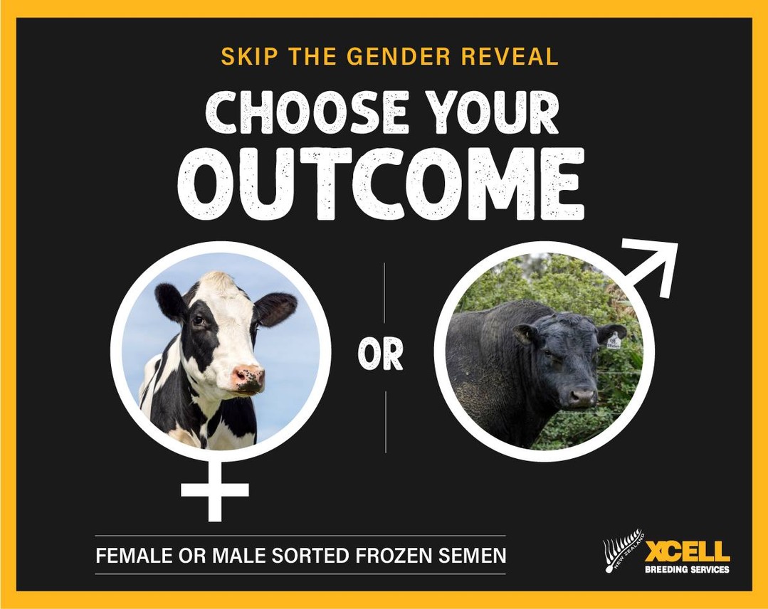 BREED WITH PURPOSE THIS SEASON.
More control. Better Planning.
Sexed semen collection and processing is now available through Xcell Breeding Services β offering both female and male sorted frozen semen options. A great strategic breeding tool for:
β Dairy and beef-on-beef programmes
β Producing more replacement heifers or generating more bulls
β Maximising value from your top cows
Spaces available now | π© info@xcell.co.nz | π 021 453 387
https://www.xcell.co.nz/