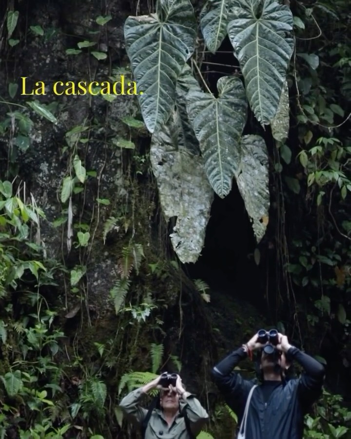 💧🌊 Conéctate con la Naturaleza en Nuestra Cascada 🌿✨
En Paraíso Verde, la cascada no solo es un espectáculo visual; es un verdadero regalo de la naturaleza. El sonido del agua corriendo es música para el oído humano, creando una sinfonía de calma que nos ayuda a relajarnos y desconectar del estrés cotidiano.
El agua es vital para la vida, y bañarse en las frescas aguas de nuestra cascada no solo revitaliza el cuerpo, sino que también purifica el alma. Estas aguas puras, provenientes de los manantiales de la montaña, ofrecen una experiencia refrescante que renueva nuestras energías y nos conecta con el entorno.
Permítete el lujo de sumergirte en estas aguas cristalinas, escucha el murmullo del agua y siente cómo la naturaleza te abraza. ¡Ven a disfrutar de un momento de paz y renovación en Paraíso Verde! 🌈💚
ENG/
💧🌊 Connect with Nature at Our Waterfall 🌿✨
At Paraíso Verde, the waterfall is not just a visual spectacle; it is a true gift from nature. The sound of running water is music to the human ear, creating a calming symphony that helps us relax and disconnect from everyday stress.
Water is vital for life, and bathing in the cool waters of our waterfall not only revitalizes the body but also purifies the soul. These pure waters, coming from the mountain springs, offer a refreshing experience that renews our energy and connects us with the environment.
Allow yourself the luxury of immersing in these crystal-clear waters, listen to the murmurs of the water, and feel how nature embraces you. Come enjoy a moment of peace and renewal at Paraíso Verde! 🌈💚
#Waterfall #Nature #PureWaters #Relaxation #Wellbeing