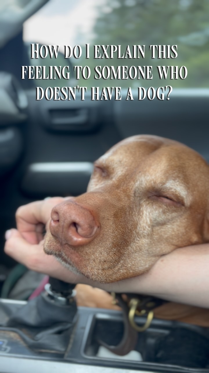 I'm just living to be my dogs headrest so she can snooze in the car & honestly I'm happy with that.
#biscuitspetcare#dogsofinstagram#dogwalker#hikingwithdogs#whistlerdogs