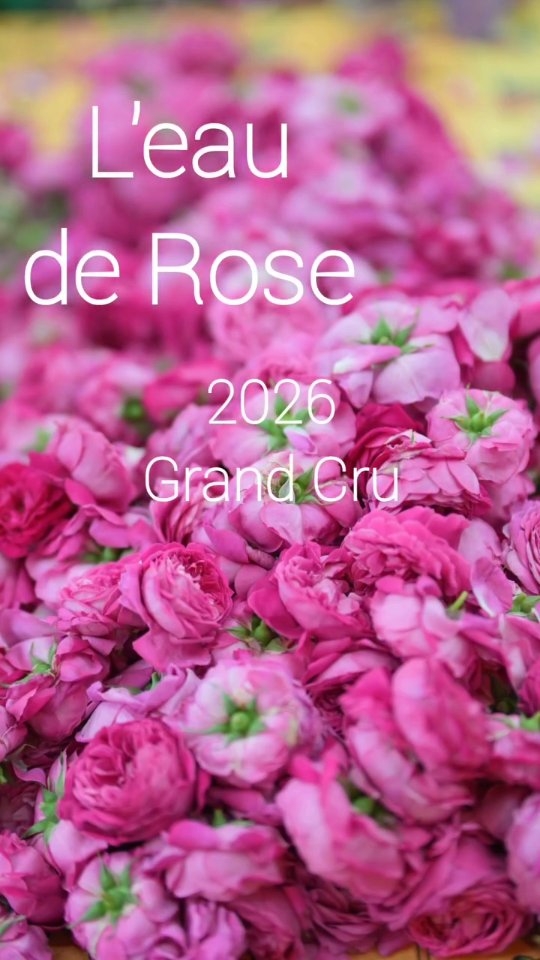 The rose water hydrosol has just been bottled.
2026 is a grand vintage, with fresh, floral, and infinitely delicate notes. Available now www.sharini.com and in the Atelier at St Guilhem le Désert.
#naturalperfume #parfumnaturel #shariniparfumsnaturels #rosewater #hydrolat