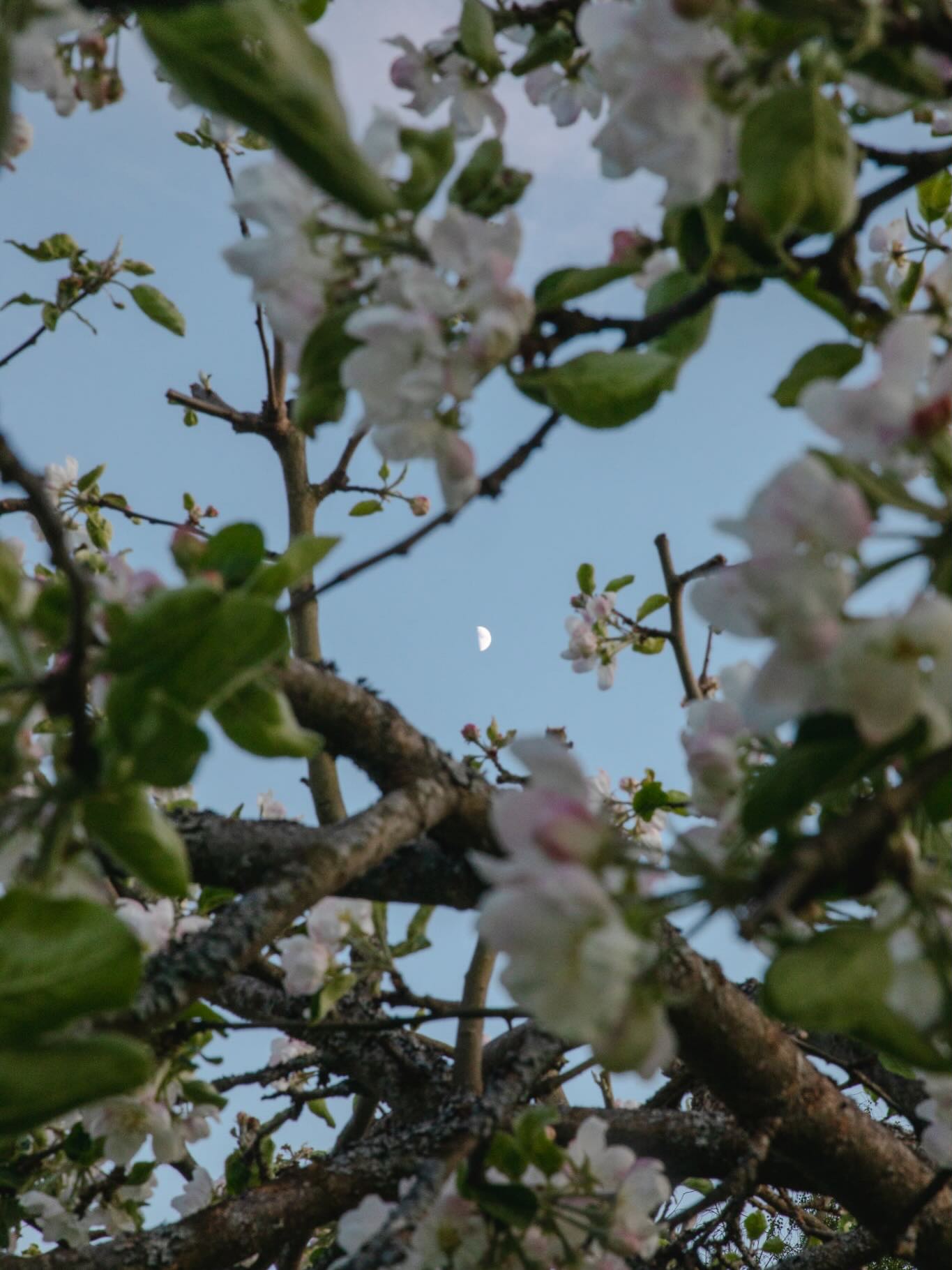 Månen og epletrær i blomst 🌜🌸
Blomster + lav sol = veldig lykkelig fotograf 🩵
#naturbilder #månen #epletrær #norsknatur #fotomeditasjon