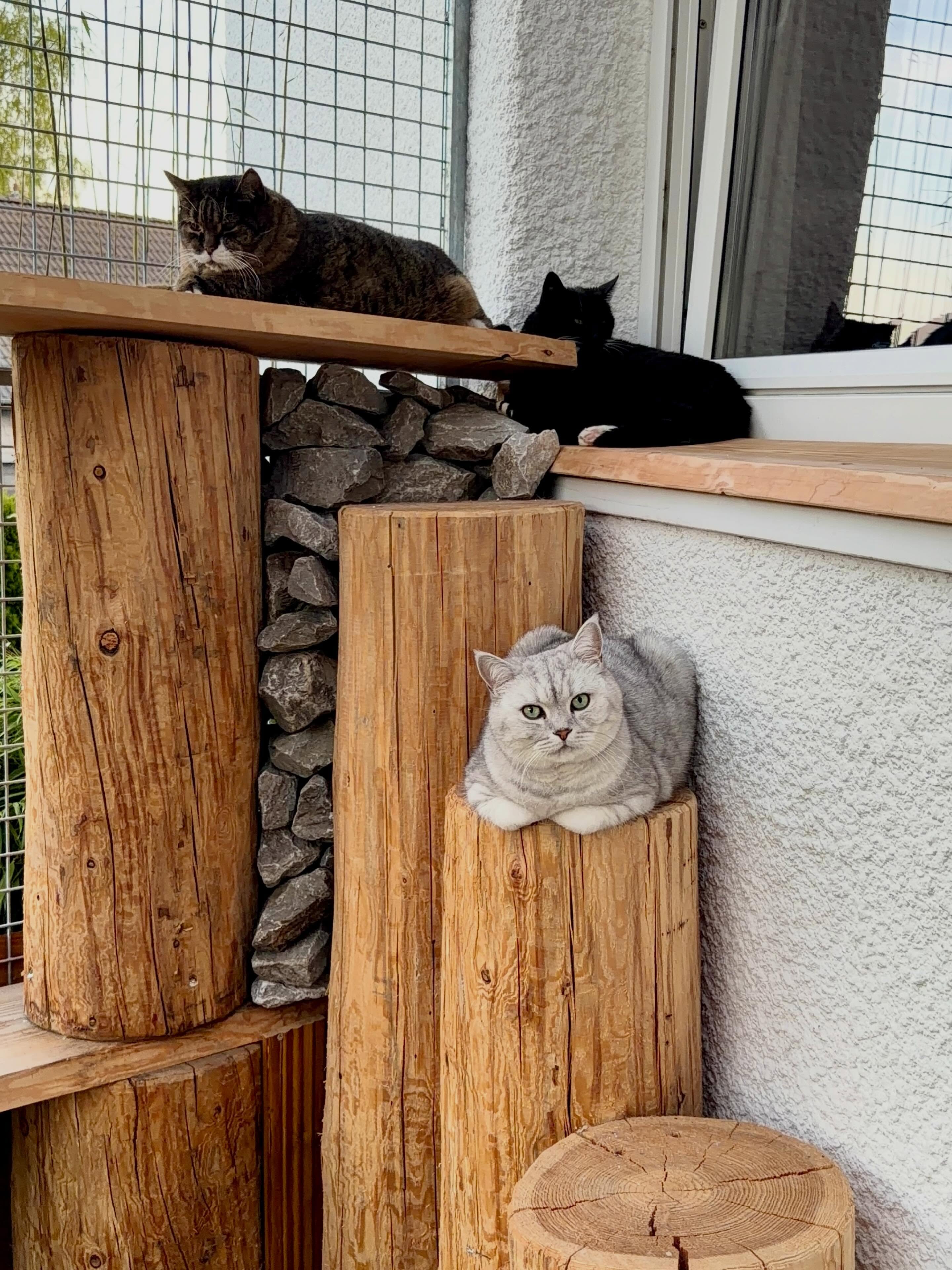 Good Morninggggg 😎🐈🐈⬛🐾
.
.
.
.
#morning
#sunshine
#cat
#katzenpension
#siegen