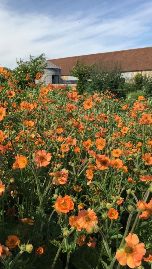 In the world of Geums