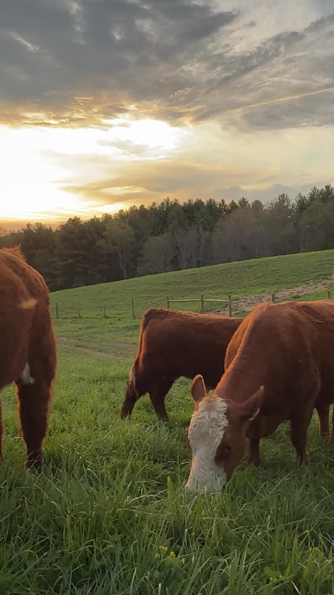 Grass-fed cows are raised on a natural diet of grass and forage, which can lead to healthier meat and dairy products. This method not only supports animal welfare but also promotes sustainable farming practices and enhances soil health. Choosing grass-fed options can provide higher levels of omega-3 fatty acids and antioxidants in your diet.