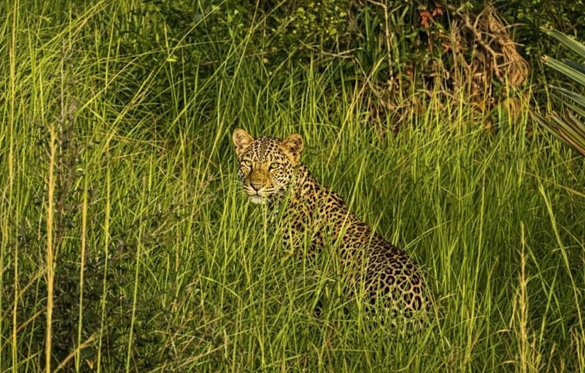 Day two started bright and early as we left the bikes behind and climbed into the safari jeep for the first of many game drives on this tour. Early mornings in the bush can be unpredictable, but today Uganda delivered in spectacular fashion. Ahead of us, hidden beneath the cover of the bush, we spotted a leopard enjoying breakfast… a truly magical moment.
The morning was packed with incredible wildlife sightings, from mighty African elephants to the elegant Nubian giraffe, also known as Rothschild’s giraffe. Safe to say, it was a safari to remember. We stopped for lunch overlooking Lake Albert, with views stretching across to the DRC — not a bad lunch spot at all.
After returning to the lodge to collect the motorcycles, we rode deeper into the park toward the mighty Murchison Falls itself, the powerful natural wonder that gives this national park its name.
Another unforgettable day in Uganda, and somehow it just keeps getting better. Tomorrow we ride towards Kibale Forest with the promise of an epic encounter with its infamous chimpanzee troops 🤞
#africanmotosdventures #ama #uganda #tour #motorcycletours