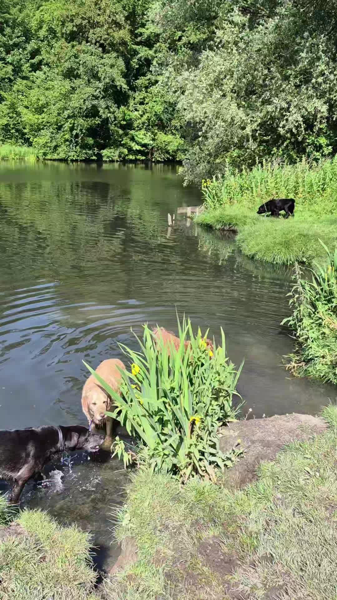 Van de bus naar het water 🌊 verder lopen we niet 🤗
🐾 Bram, Lupo, Jip, Cooper, Roos en Pepper