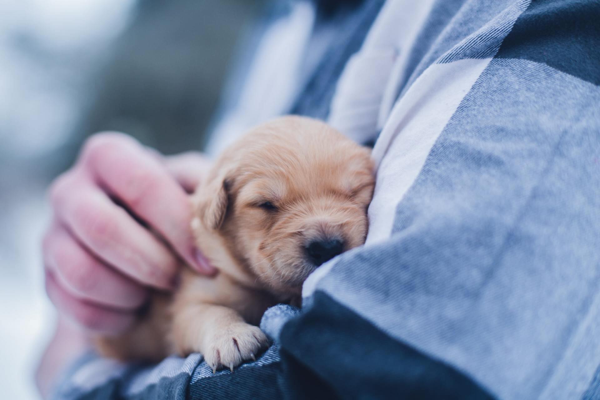 🐾 Em meio aos desastres ambientais e conflitos humanitários, existe uma realidade que muitas vezes passa despercebida: os animais também são vítimas!
Segundo a Organização Mundial da Saúde Animal, milhões de pets e animais domésticos são afetados todos os anos por enchentes, queimadas, secas e guerras. Muitos são abandonados durante evacuações, sofrem ferimentos, fome e estresse extremo.
Em zonas de conflito ao redor do mundo, famílias enfrentam a difícil escolha entre fugir para sobreviver ou permanecer para não deixar seus animais para trás. Os pets também precisam estar nos planos de prevenção, resposta e acolhimento humanitário.
Falar sobre ajuda humanitária é também reconhecer todas as vidas impactadas. 💛