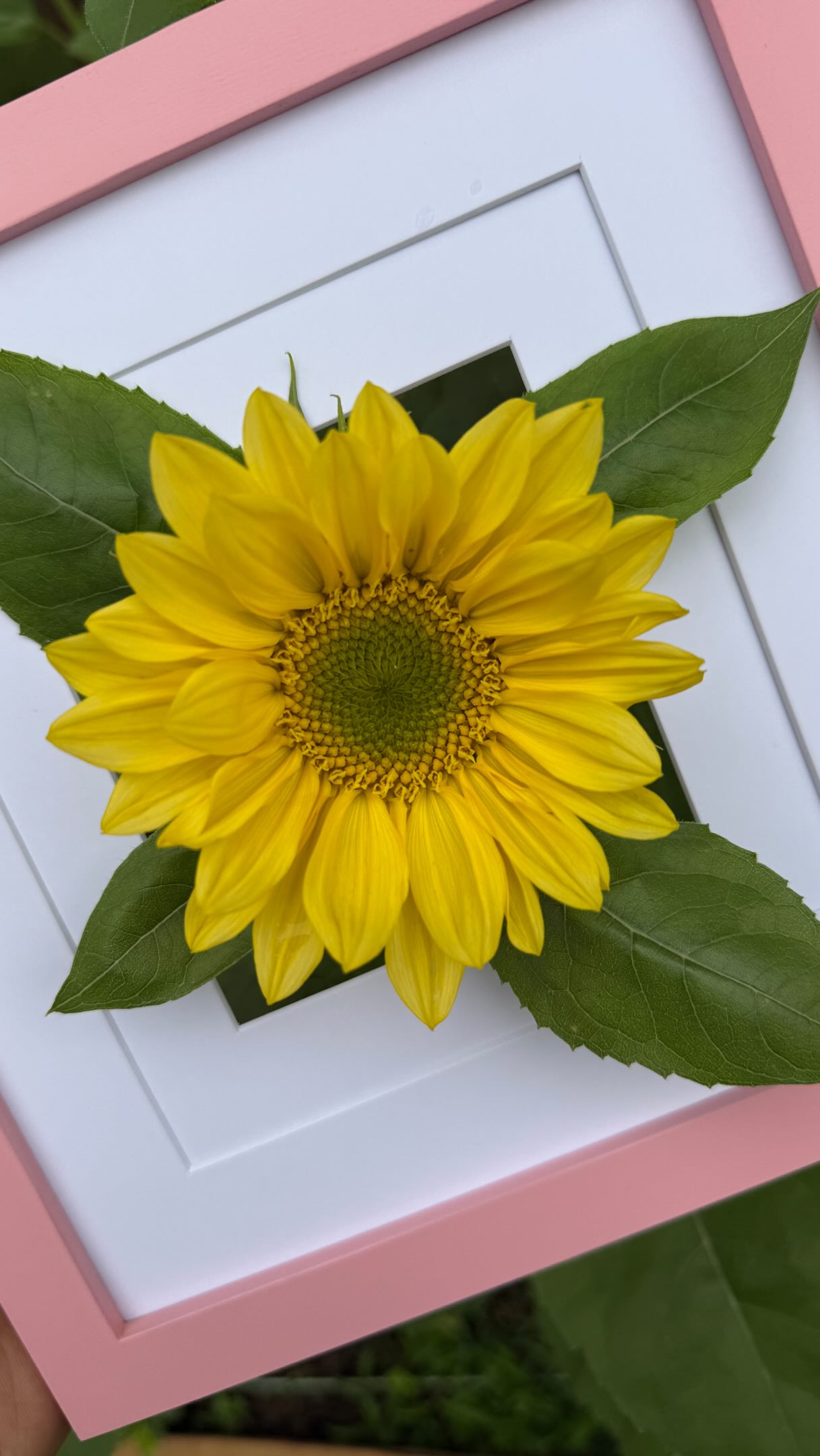Market prep is a process💕 Spending a quiet morning on the farm cleaning buckets and harvesting flowers 💐
Excited to be at Bowie Farmers Market tomorrow with bouquets featuring the Bloom of the Month — SUNFLOWERS 🌻
📍 Bowie High School — 15200 Annapolis Rd, Bowie, MD 20715
⏰ 9 AM to 1 PM
#bowiefarmersmarket #bowiemaryland #localflowers