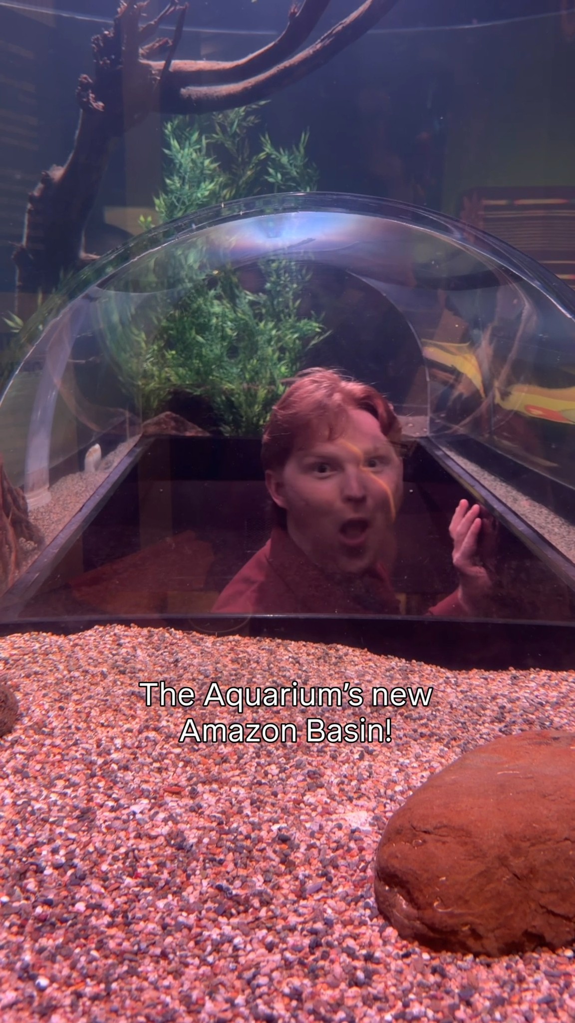The Oregon Coast Aquarium's new exhibit is focused on animals from the Amazon Basin. Which animal are you most excited to meet?
Inside, you’ll find dart frogs, piranha, a caiman, Chowder the Tegu lizard, and interactive elements throughout the space that make it fun to explore at your own pace.
It’s a nice addition to a full aquarium visit, especially if it’s been awhile since your last trip.
@oregoncoastaquarium
#discovernewport #newportoregon #oregoncoast #oregoncoastaquarium #aquarium #familyfun