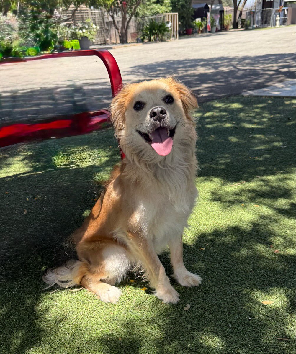 This is Finn. He is a beautiful 1 year old Golden Retriever - Spaniel mix. He is about 30 lbs. He is friendly, crate trained, walks on a leash, smart, and wants to please.