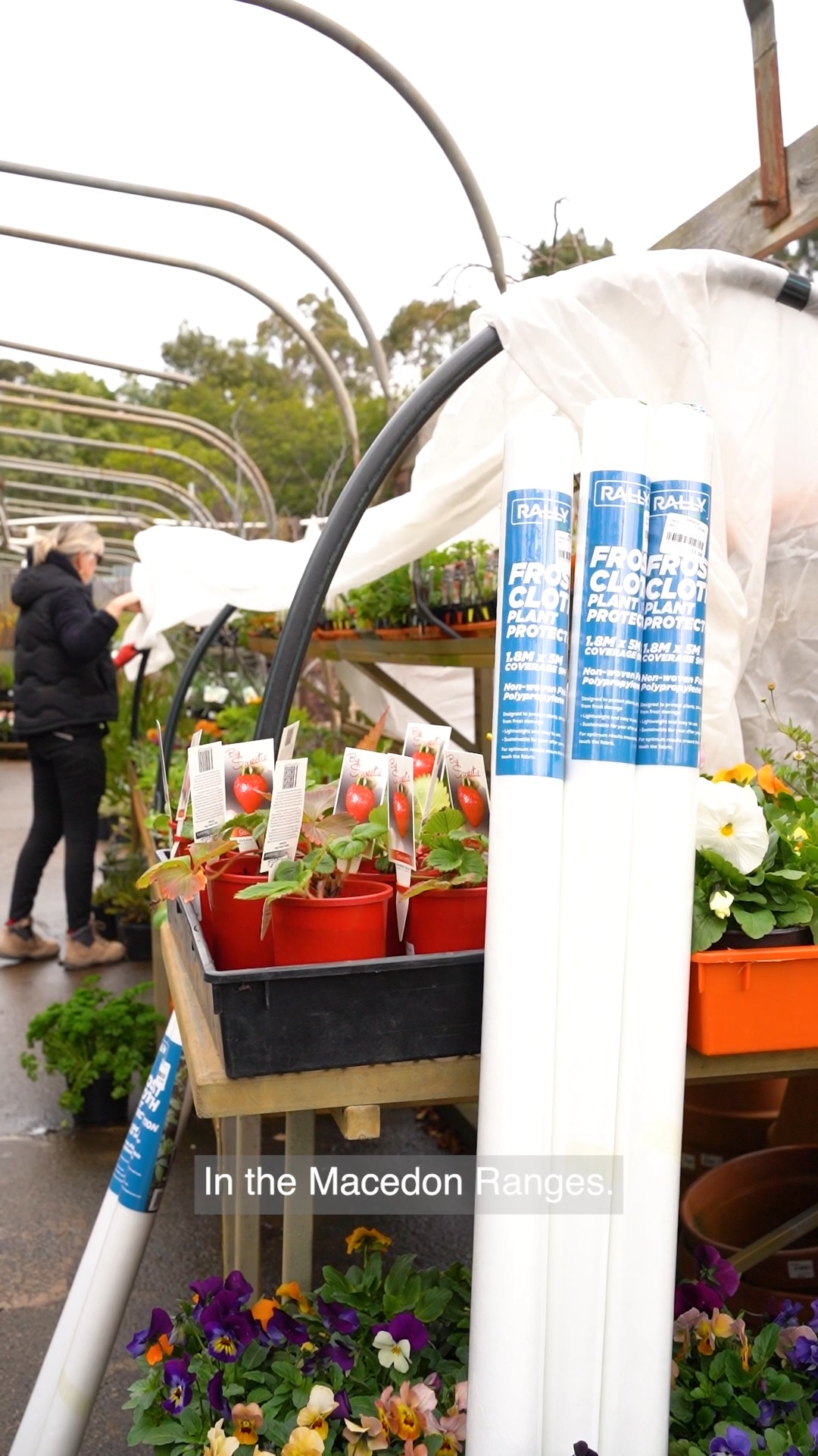 These durable cloths can be reused for multiple seasons. A quick tip: make sure the fabric doesn't touch the plants directly to prevent moisture buildup and potential damage.
#macedonnursery #macedongardensupplies #macedonrangesgardens #macedon #frostcloth