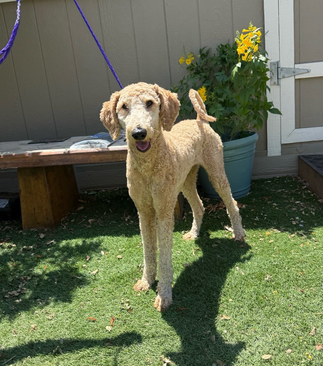 This is Bailey. She is a 1 year old Goldendoodle. She is a friendly girl. She is good with other dogs, walks on a leash, crate trained, and likes stuffed toys. She is about 45 lbs. She came to us when her family moved to Mexico. Bailey is looking for a loving home.