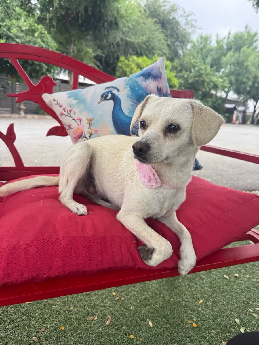 This is Annabel. She is the most precious little dog . She looks like a Miniature Lab. She is 1 year old, quiet and very well behaved. She is house trained, walks on a leash, and likes to sit in a chair when home alone. This is a special, very loving girl. She is about 25 lbs.