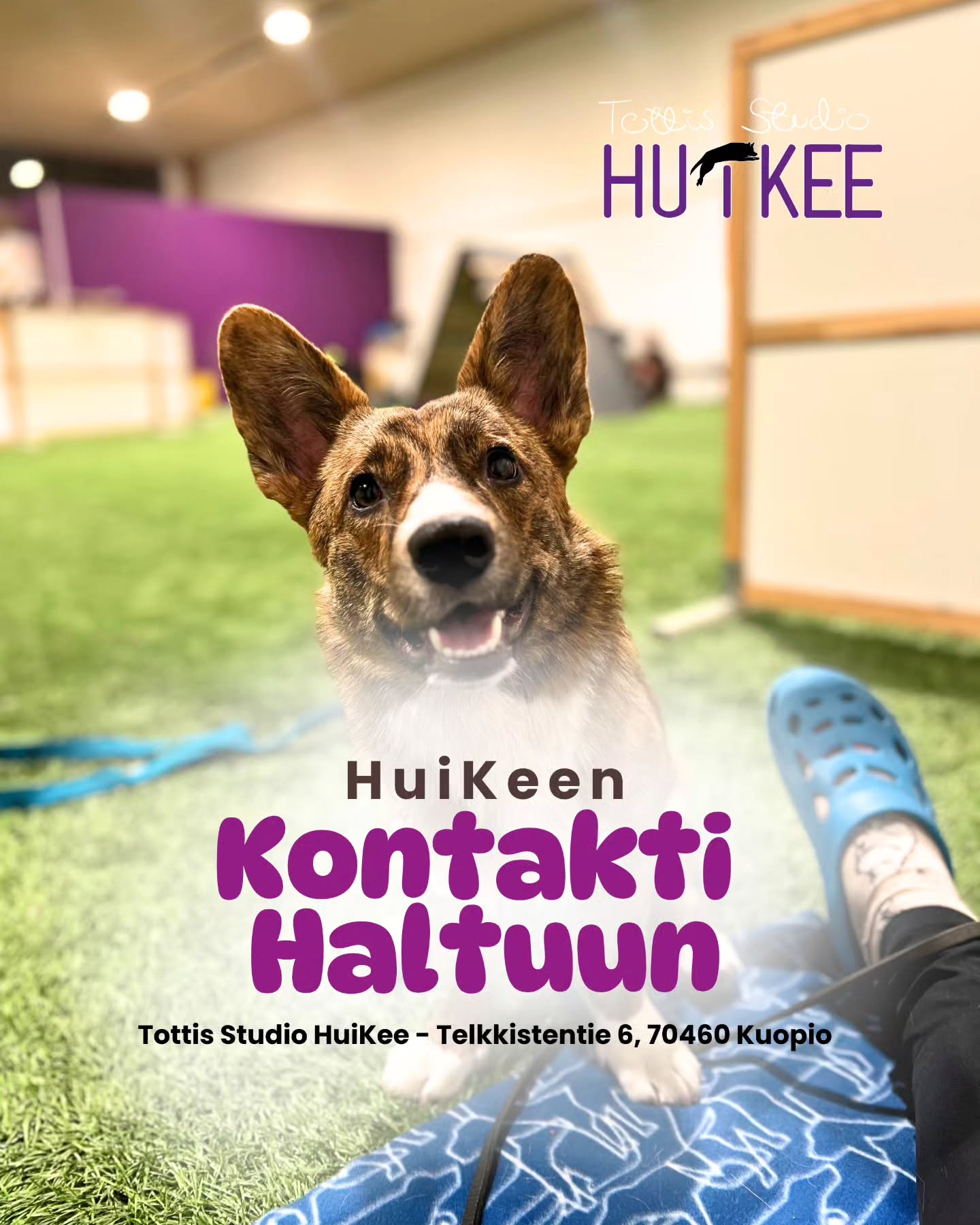 ✨️ HuiKeen Kontakti Haltuun ✨️
Rauhaa, hallintaa ja varmuutta haastaviin tilanteisiin.
💜 KESÄKUUSSA
▫️ 4 kerran kurssi hinta 115€
▫️ HuiKeen hallilla Kuopion Kelloniemessä Telkkistentie 6, 70460 Kuopio
🔹️ Tiistaisin klo.19-20 9.6. alkaen
- Ohjaa Jemina @koirapalvelulojaali
🔹️ Ilmoittaudu mukaan
www.tottisstudiohuikee.fi
Kontakti Haltuun kurssi on suunniteltu koirille, jotka kokevat ympäristön ärsykkeet voimakkaasti — oli kyse sitten muista koirista, ihmisistä, liikkuvista asioista tai äkillisistä tilanteista. Kurssi tarjoaa turvallisen, hallitun ja asiantuntevan ympäristön, jossa koira voi oppia uusia taitoja ja omistaja saa käytännön työkaluja arjen haastavimpiin hetkiin.
Kurssilla keskitytään taitoihin, jotka rakentavat koiralle turvaa, hallinnan tunnetta ja kykyä selviytyä häiriöistä ilman suurta kuormitusta. Opetamme koiraa säätelemään reaktioitaan ja tekemään parempia valintoja myös vaikeissa ympäristöissä.
Kurssin tavoitteena ei ole ”poistaa reaktiivisuutta”, vaan auttaa koiraa oppimaan tapoja, joilla se voi toimia paremmin ja tuntea olonsa turvallisemmaksi. Kun koiran tunnetilaan vaikutetaan myötätuntoisesti ja sen taitoja rakennetaan johdonmukaisesti, arki alkaa muuttua.
Pienistä edistysaskeleista kasvaa suuria oivalluksia — sekä koiralle että omistajalle.
Lämpimästi tervetuloa mukaan! ❤️✨️
--------‐---------------
✨️ HuiKeen HarrastusPolku ✨️
~ Pohjataidoista kisakentille - yksilöllisesti ja varmasti ~
HuiKee HarrastusPolku on suunniteltu koirakoille, jotka haluavat rakentaa harrastamista pitkäjänteisesti, koiralähtöisesti ja tavoitteellisesti. Kurssit muodostavat selkeän etenemisen aina perustyöskentelystä lajikohtaiseen treeniin ja kilpailuvalmiuteen asti.
HuiKeella uskomme, että vahva pohja on kaiken tekemisen ydin: motivaatio, yhteistyö, selkeä kommunikaatio ja koiran tunnetilan huomioiminen. Kun nämä ovat kunnossa, harrastaminen on sujuvaa, kehittävää ja ennen kaikkea hauskaa!
HarrastusPolkuun pääset tutustumaan lisää kotisivuiltamme!
#tottisstudiohuikee #koirankoulutus #koirakoulukuopio #Kuopio #koirahalliKuopio
