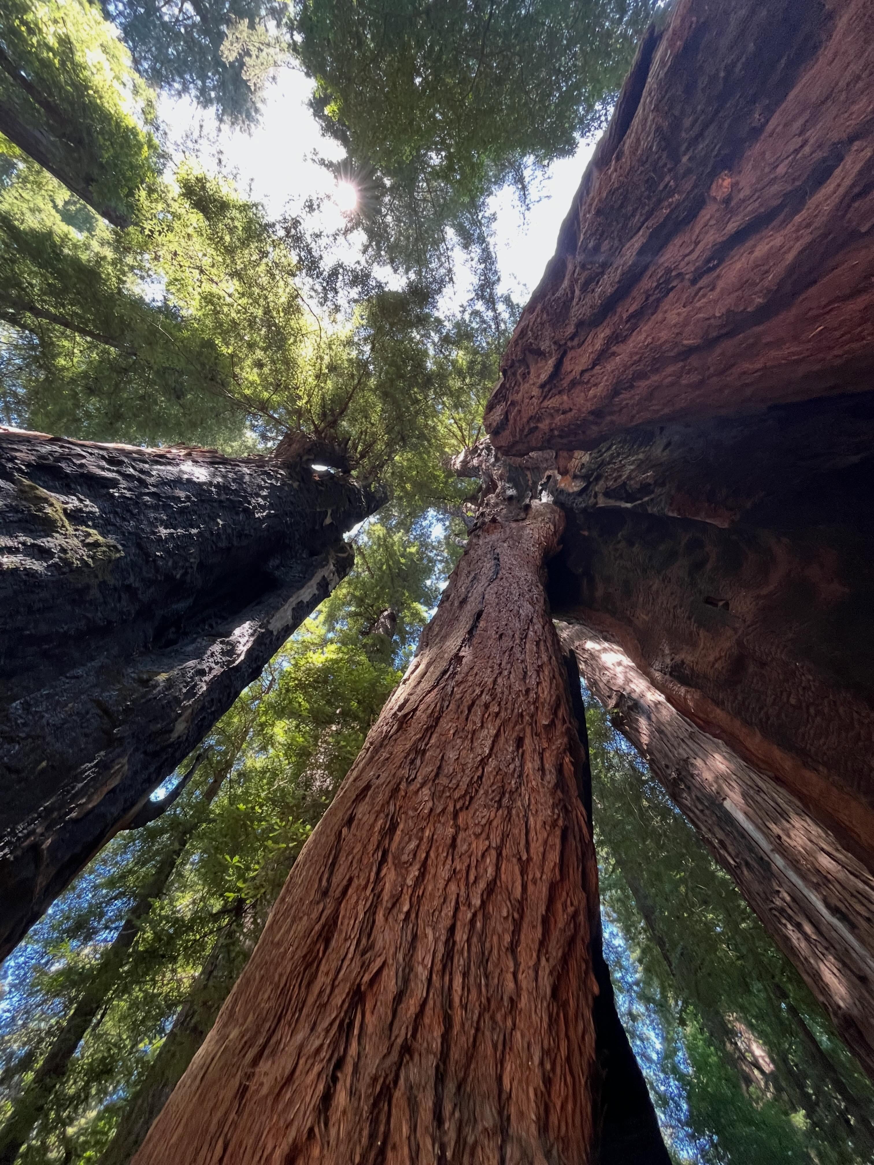 whew, the redwoods!!!
#cali