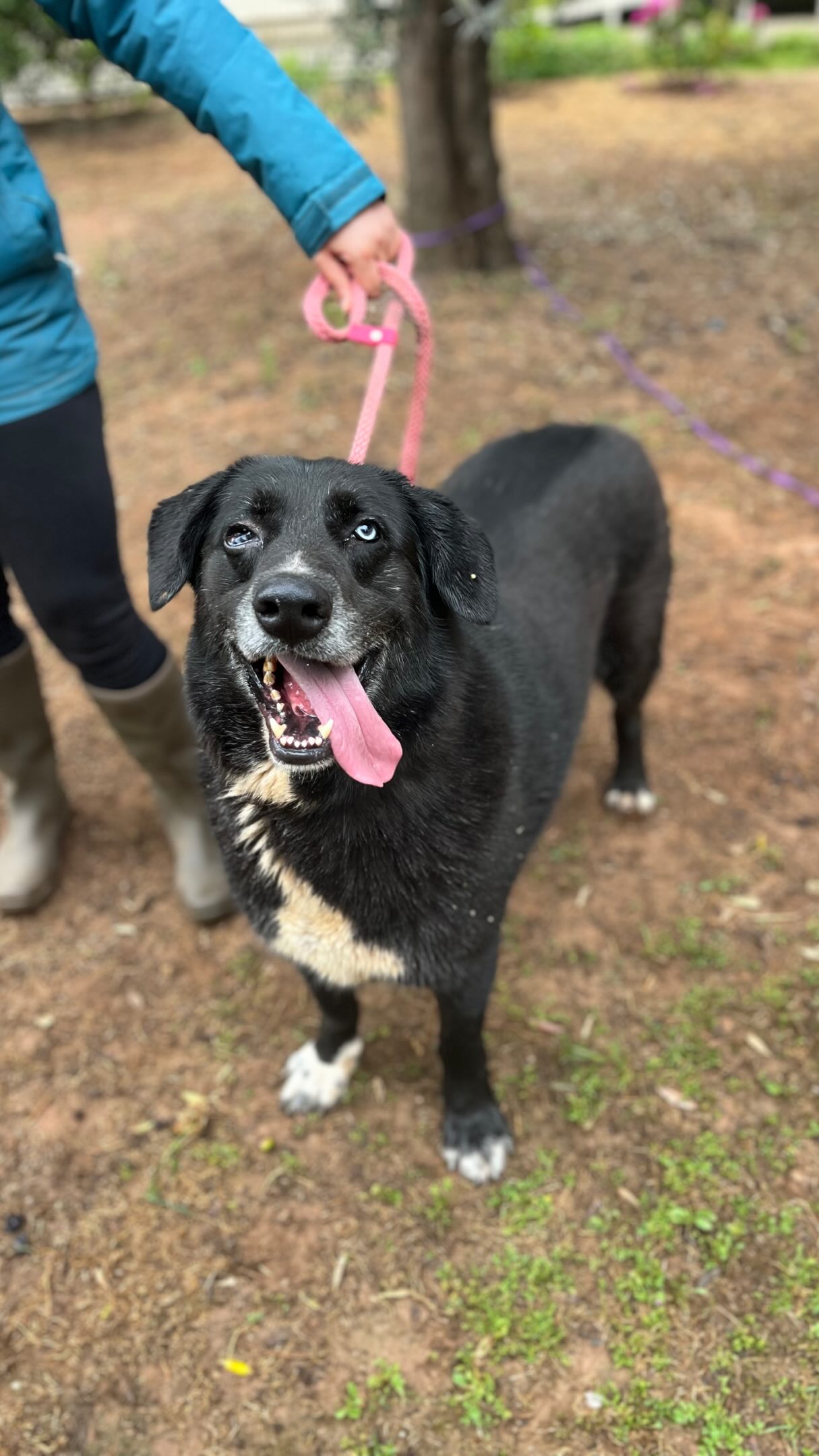 Meet our large, friendly giant Kofte 🤍
Kofte is one of the longest residents at the shelter and has truly become an icon and figurehead of Melez Dog Rescue. Everyone who meets him falls in love with his gentle soul.
Kofte is one of the most special dogs you will ever meet. He is incredibly sweet, calm, and loving. Although life has not always been kind to him, he continues to trust people with his whole heart.
Our handsome boy has one beautiful blue eye and is unfortunately blind in the other, which only makes him even more unique. Sadly, Kofte has often been overlooked because of his appearance, while all he wants is love and a place to finally call home.
Read more to get to know this amazing boy better and discover why we believe Kofte deserves the world
#adoptdontshop #melezdogrescue #rescuedog #Kofte