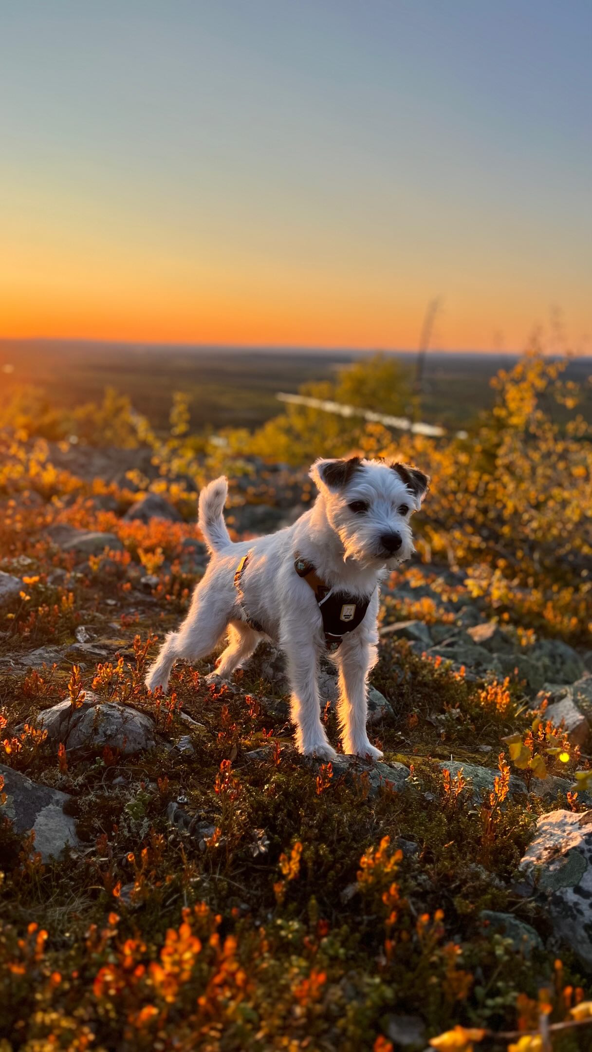 Midnight Sun. Did you know that now we don’t have night at all for a few next months? This video was recorded at midnight!
#midnightsun #visitlapland #lapland