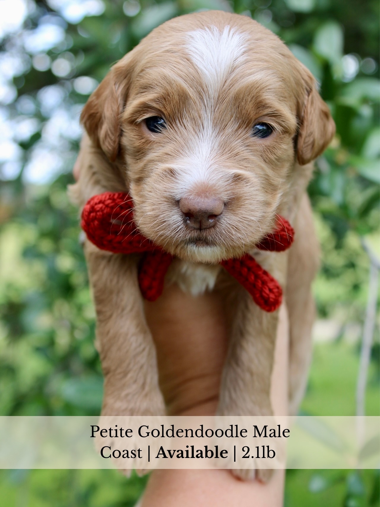 Peach’s Summer Lovin’ Litter- Week 3 ☀️
Our Goldendoodle babies are officially entering the “wobbly but curious” stage and it is the cutest thing ever 🤭 Eyes are fully open, little personalities are starting to shine, and they’re beginning to interact more with their littermates and us every single day!
This week brings:
🤎 Tiny tail wags
🤎 Puppy barks and growls
🤎 First little play sessions
🤎 More confidence exploring
🤎 Extra snuggles after milk bar 🥛
Mama is still doing an amazing job, and these babies are growing like weeds. We’re soaking up every sleepy cuddle and clumsy puppy step before they’re running everywhere 💛
Message me for more info o the available babies we have 🐾