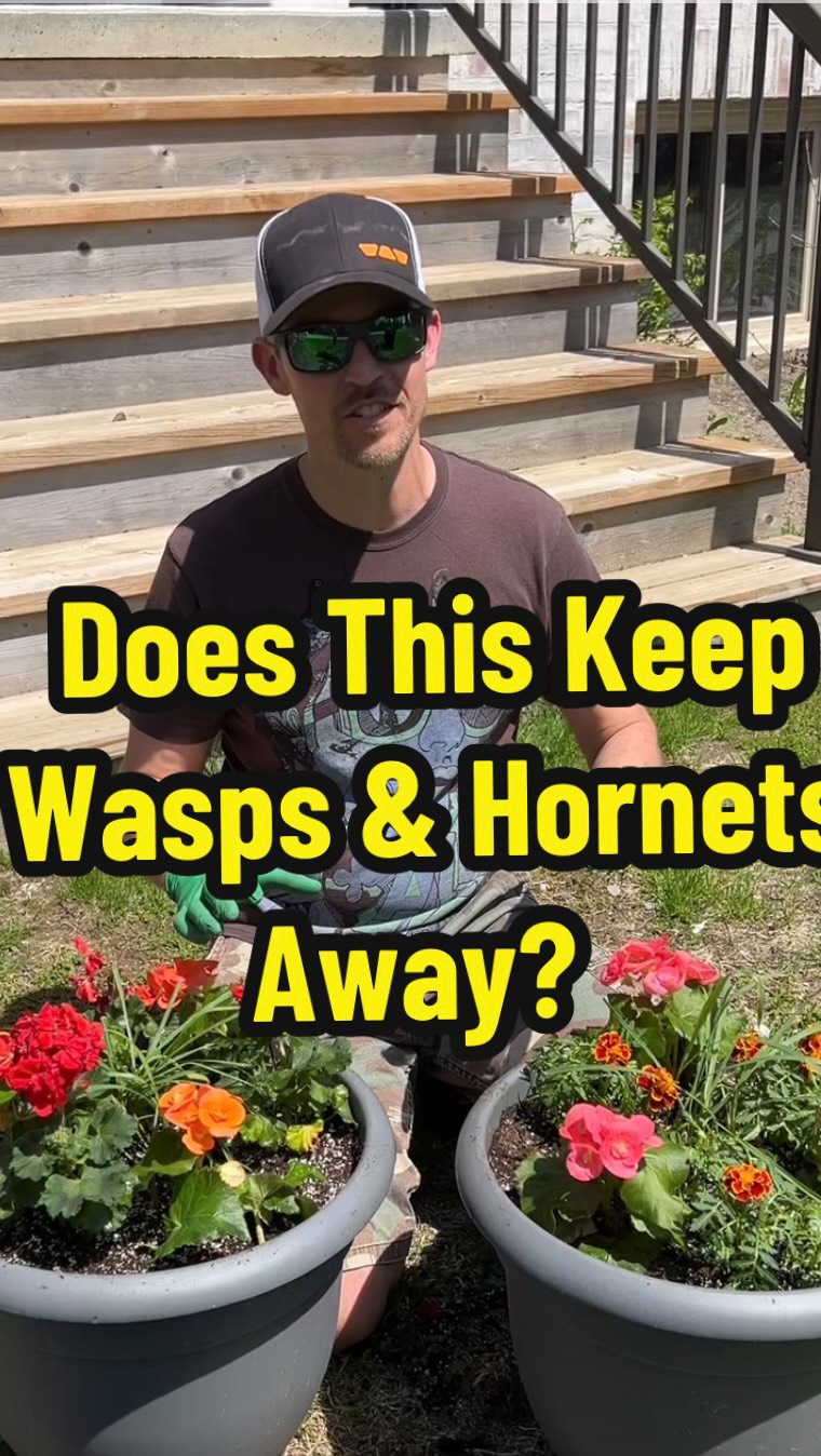 Keep Wasps and Hornets Away! #naturalpestcontrol #gardentips #beefriendlygarden #thetoolpulse #diygardening