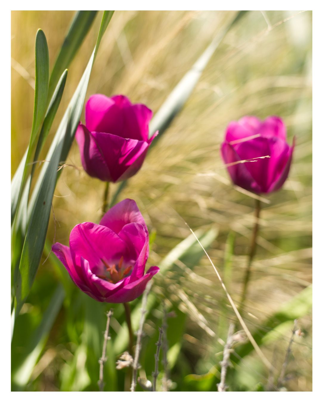 The flowers at Waterloo park in Norwich are super pretty, it’s one of my favourite parks to go to - although Norwich has such good variety of green spaces!! 💚
Camera: Canon 6D mII
Location: Waterloo park, Norwich
#Naturephotography #flowers #norfolkwildlife #photography #spring