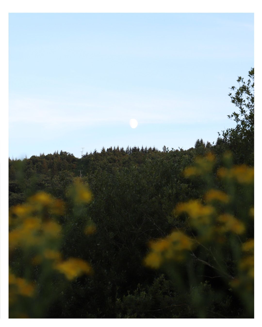 I need to do some astrophotography - not something I’ve done in awhile but here’s a pic of the moon I found instead haha
Camera: Canon 6D mII
Location: Wales
#moon #forest #mountain #photography #landscape