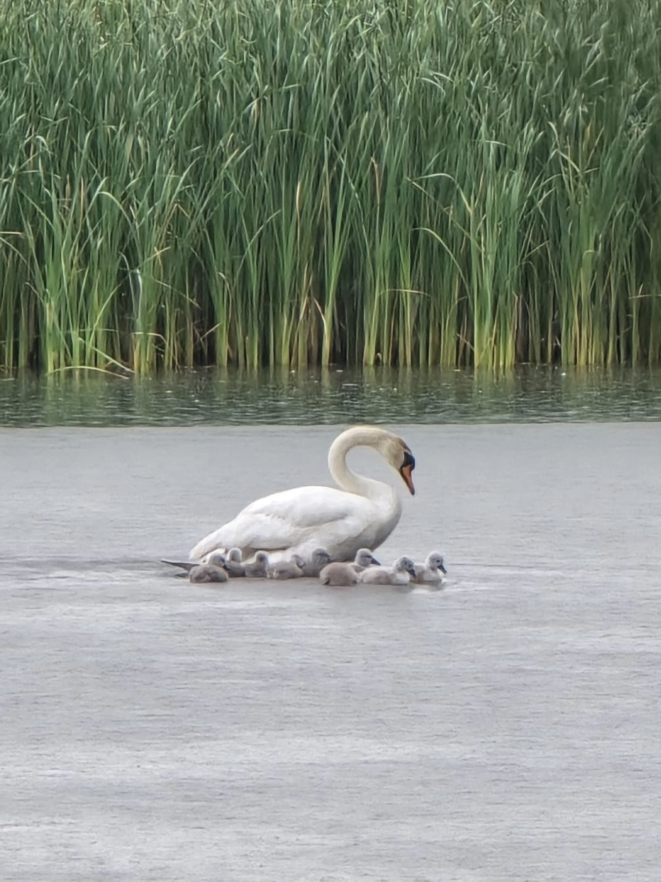 Stunning 🦢🤩