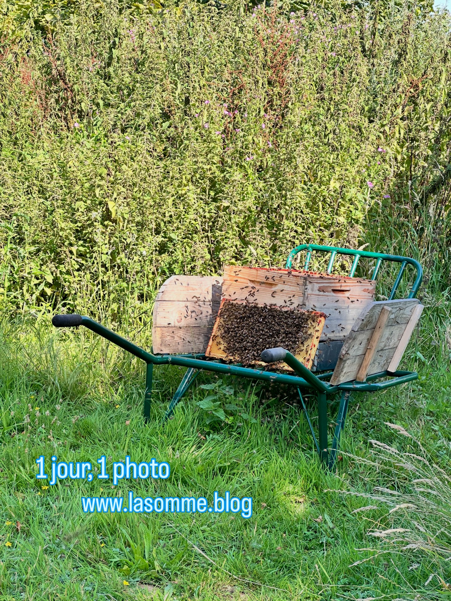 Les abeilles préparent les délices dorés du printemps. Chez Pascal et Martine, elles s’affairent pour ravir bientôt nos papilles. À découvrir sur www.lasomme.blog - rubrique art de vivre /produits de la Somme 🦋
