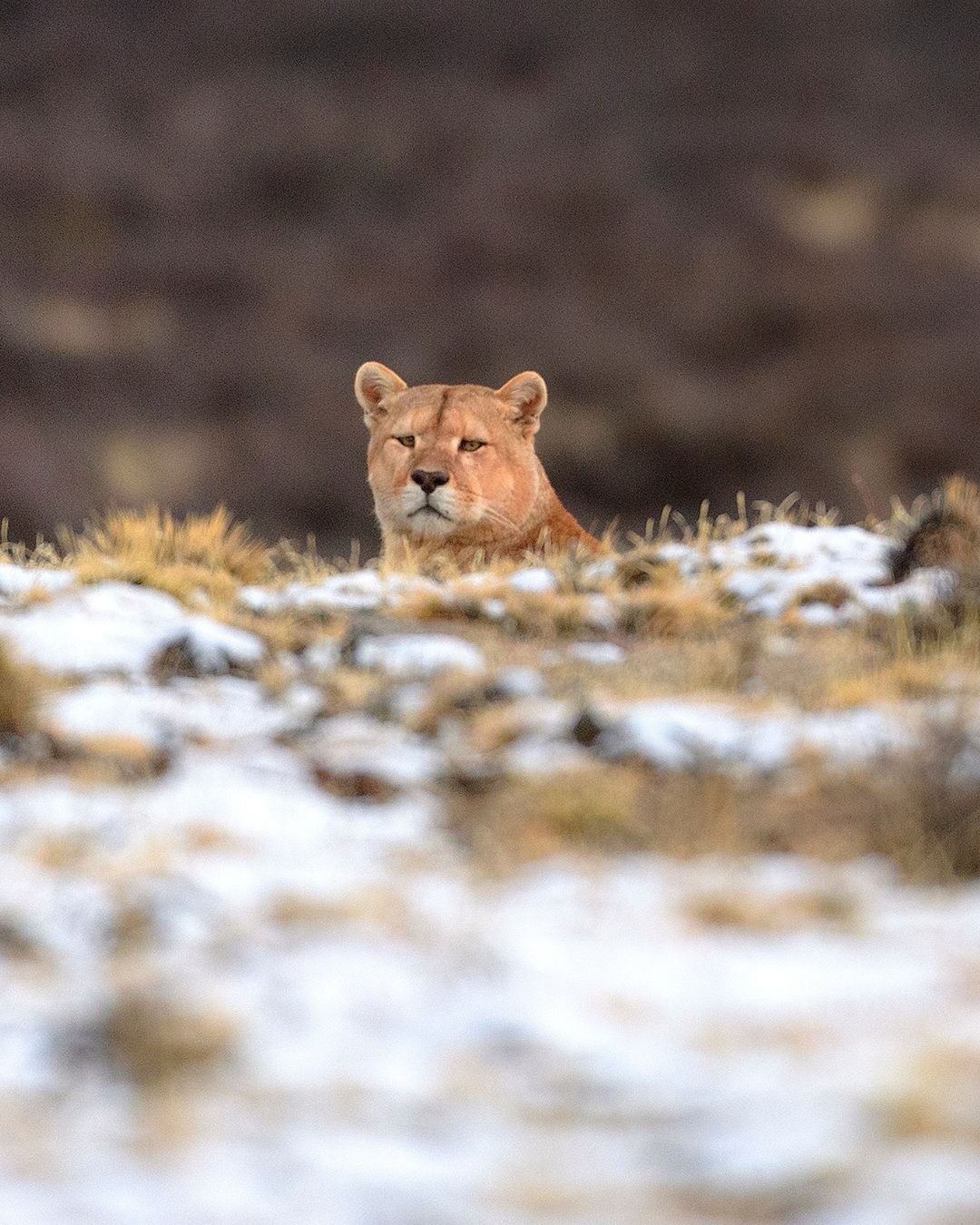 Conoce a Héctor 🐾
Héctor es uno de los pumas residentes de Cerro Guido y un viejo conocido del equipo.
Lo monitoreamos desde 2020 a través de nuestras cámaras trampa y avistamientos en terreno, lo que nos ha permitido observarlo con respeto y a distancia, sin intervenir en su forma de habitar el territorio.
Cada registro es una pieza más de un rompecabezas mayor: cómo se mueve, dónde descansa, qué rutas elige y cómo se relaciona con el paisaje y con otros pumas 🌿
Héctor representa algo que muchas veces queda fuera cuando se habla de fauna silvestre: la permanencia.
No es un puma de paso. Es parte de este territorio. Y su presencia sostenida en el tiempo es, en sí misma, una señal de que la coexistencia es posible cuando hay espacio, respeto y equilibrio 💚
__________
Meet Héctor 🐾
Héctor is one of the resident pumas of Cerro Guido and a familiar presence to our team.
We have been monitoring him since 2020 through camera traps and field sightings, which has allowed us to observe him with respect and from a distance, without intervening in the way he inhabits the territory 📍
Each record is a piece of a larger puzzle: how he moves, where he rests, which routes he chooses, and how he relates to the landscape and to other pumas 🌿
Héctor represents something that is often left out when we talk about wildlife: permanence.
He is not a passing puma. He is part of this territory. And his sustained presence over time is, in itself, a sign that coexistence is possible when there is space, respect, and balance 💚
