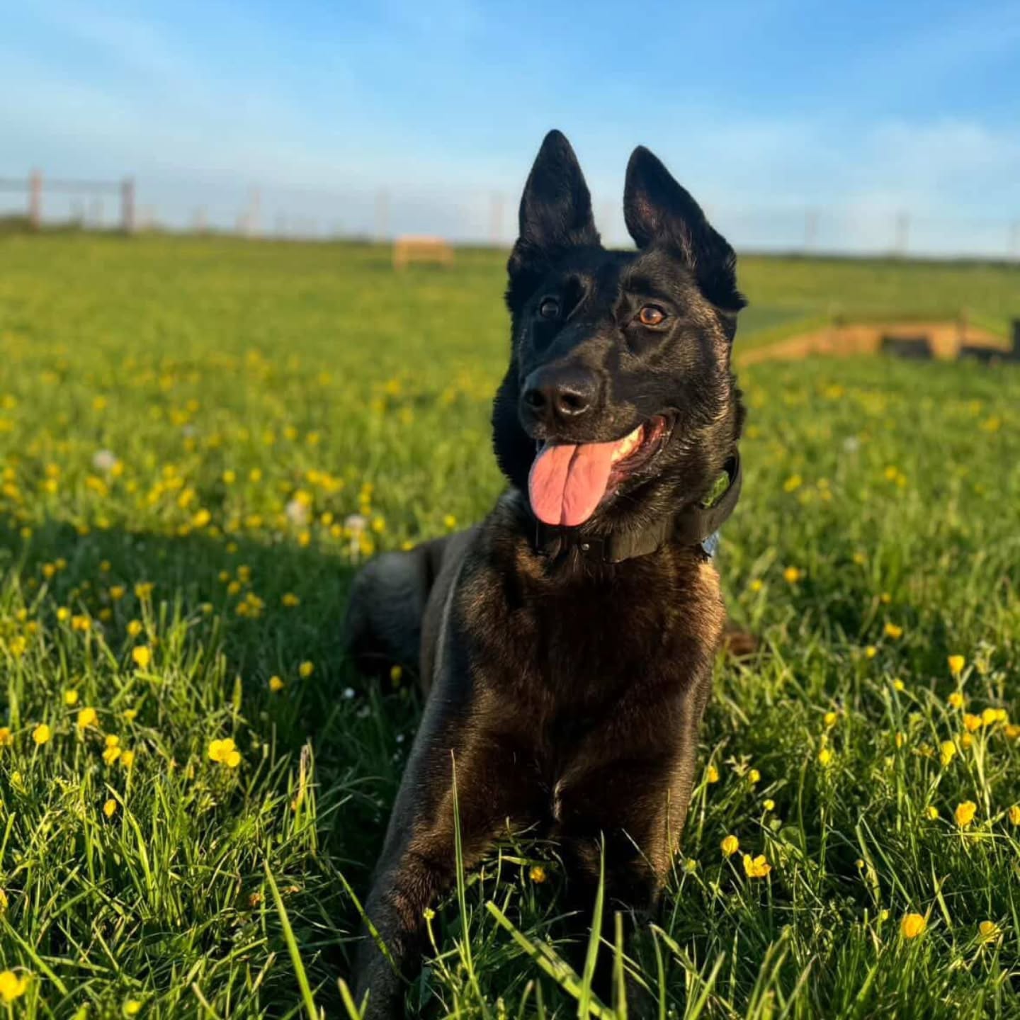We hope everyone had a happy Bank Holiday weekend!
A quick reminder that our secure dog walking fields are available to book from 06:00 to 22:00.
Now the summer sun is setting later in the evenings walks at 20:00 and even 21:00 can now be enjoyed.
π² Link in our bio to book your next slot.
#WanderlustWalkies
#SecureDogWalkingFields
#DogWalks
#DogFriendlyDevon