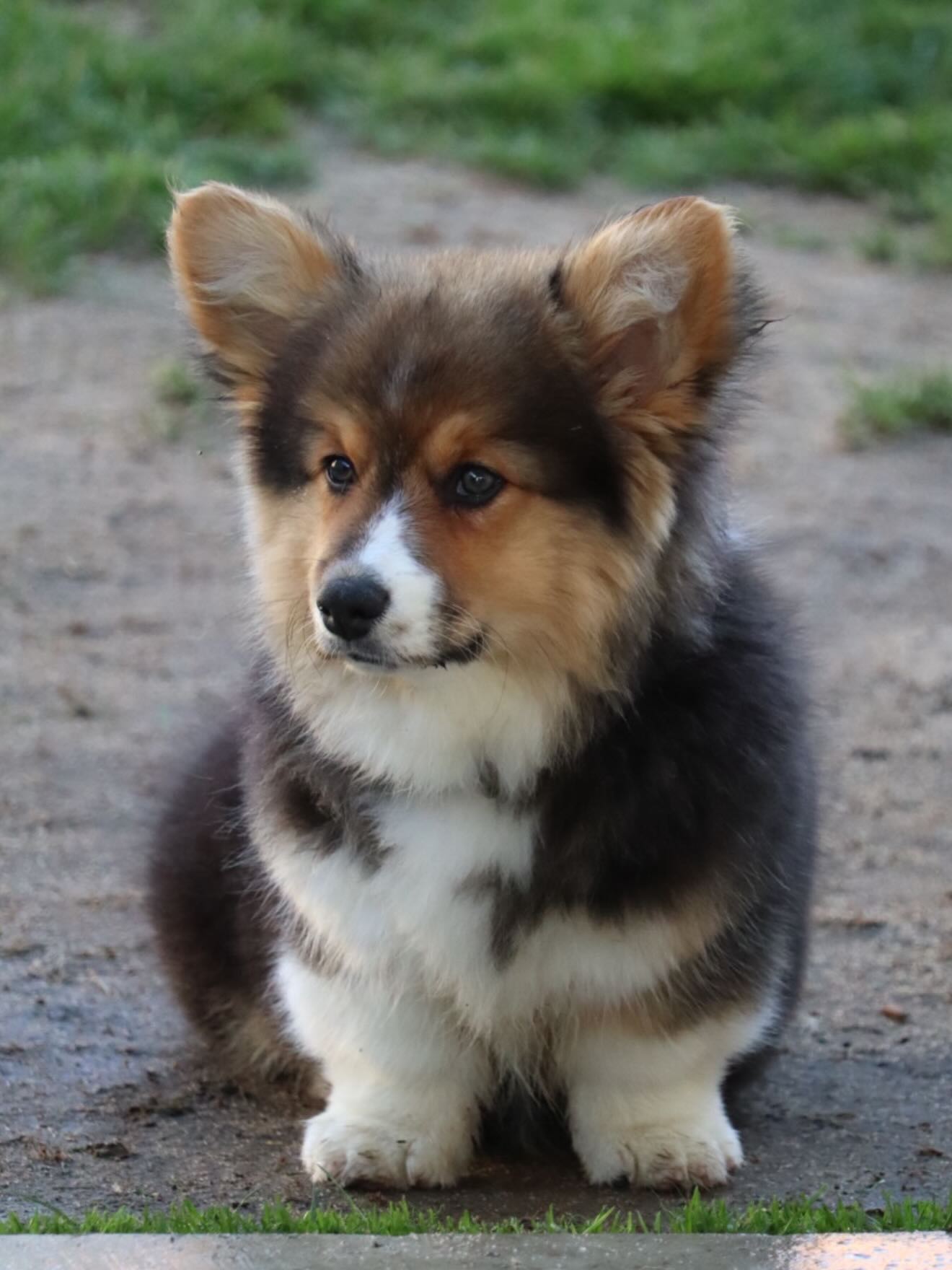 Little Throw back to baby Willa!! She was the stumpiest, fluffiest puppy ever! We can’t wait to see some babies from her😍
