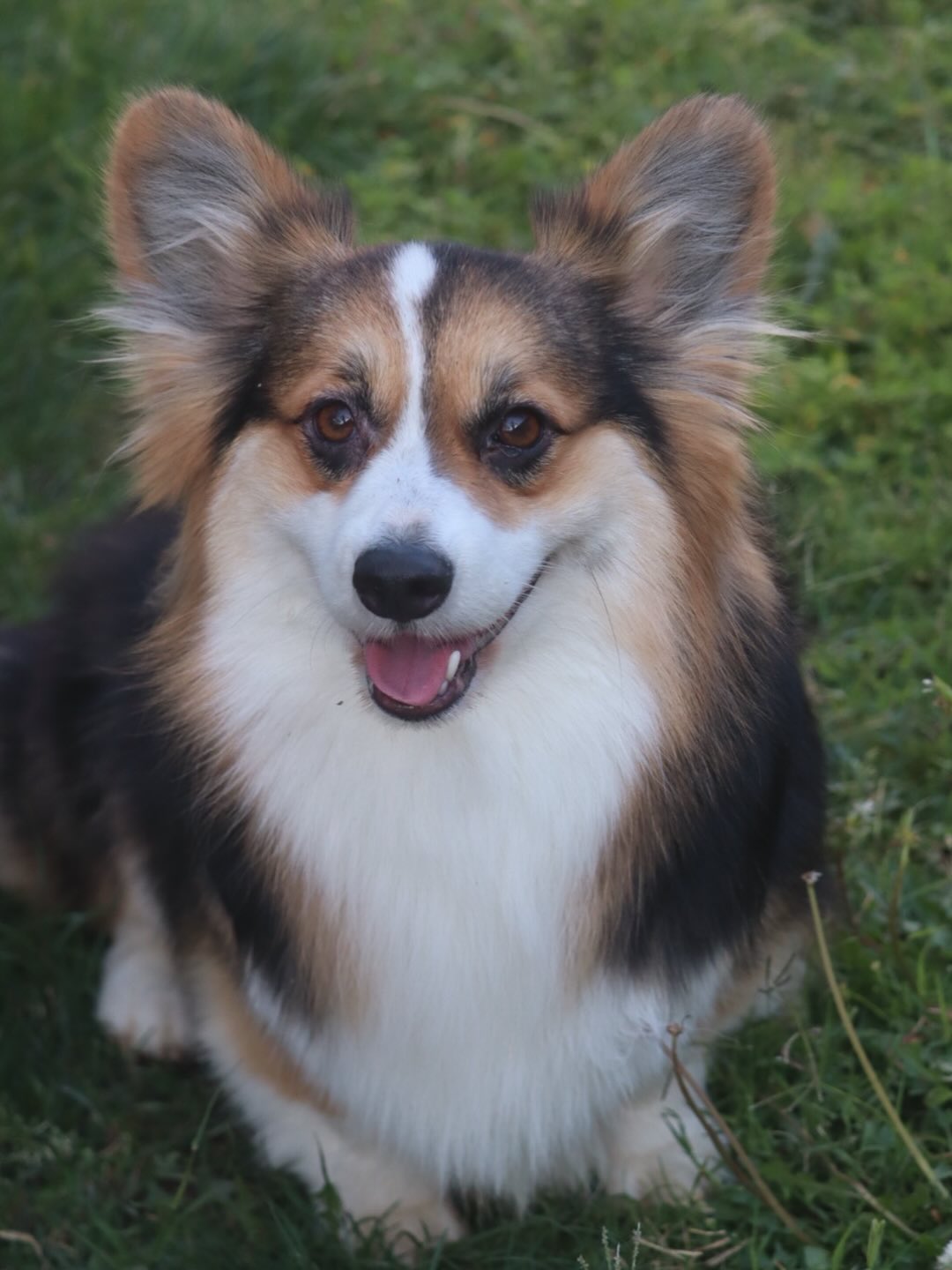 The moment everyone has been waiting for! Officially introducing “Avalon”, This is a little different than usual for us to add an adult dog to our program but she came from one of our dearest friends who is trusting this sweet girl to come be with us. We are genuinely so blessed to have been given this opportunity and we can’t wait to see Avalons future with us!
•
So far this girl is gentle, sweet, obedient and is an absolute dream! She was imported from Ukraine as a 6 month old puppy and is now 2 years old.
•
#Fluffycorgi #kernrivercorgis #corgilover #corgiheaven