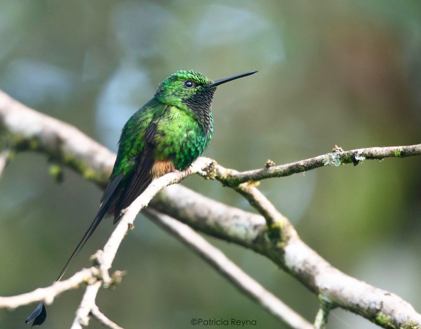 🔬 Ocreatus addae
🇵🇪 Colibrí Cola de Raqueta de Botas Rufas
🇬🇧 Rufous-booted Racket-tail
📷 @patriciareynafotografia
Oxapampa es un paraíso de aves, con un registro de cerca de 800 especies, de las cuales 180 han sido identificadas en @elpalmeral_oxapampa
La observación de aves es una de las actividades que más disfrutan nuestros visitantes de todas las edades, y uno de los objetivos de nuestro proyecto es cuidar el hábitat de la gran diversidad de aves locales para que continúen subsistiendo como especies y viviendo libremente.
Si te gusta ver, oír y/o fotografiar a estas hermosas criaturas, ven y vive esta experiencia con nosotros.
Reservas: WhatsApp 953810763, MD o LinkTree de la biografía.
#hummingbird #elpalmeral_oxapampa #colibri #oxapampa #ocreatusaddae