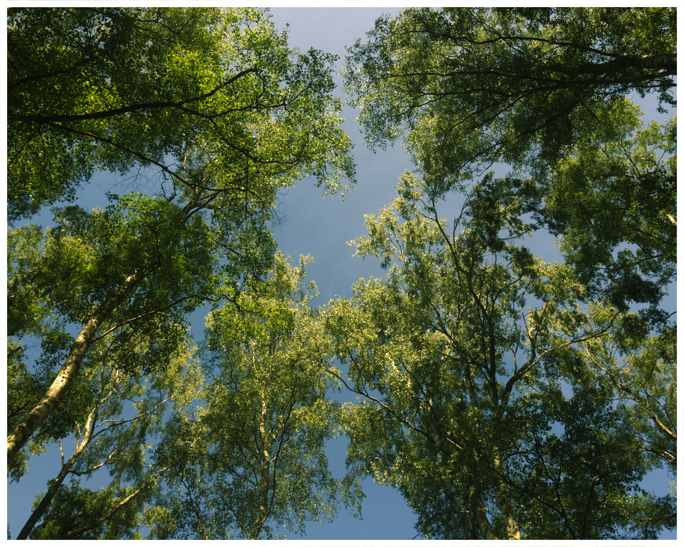 I’ve started going through the many photos taken on a group trip I went on this past weekend - walking through the forests was so peaceful so felt right to start with some trees 🌲🌱
Camera: Canon 6D mII
Location: Sandringham Country Park
#NatureWalk #NaturePhotography #Trees #disabledphotographer #trees