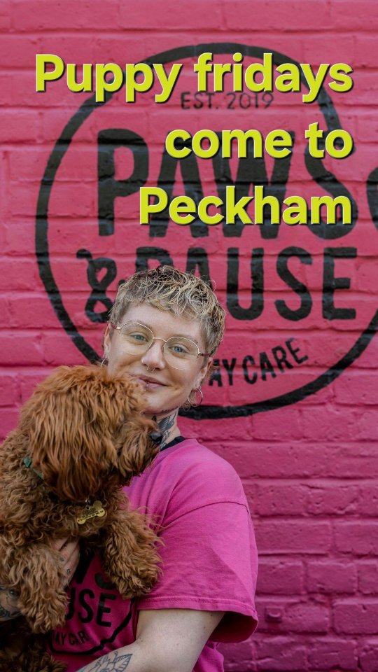 Big news for South London pups! Introducing Puppy Fridays at Paws & Pause Peckham! 🌟
Most puppy daycares are great for burning off steam, but they can easily miss the critical learning windows that shape how your dog turns out as an adult. Chaos and exhaustion don't equal socialisation.💕🐶
Launching this June, Puppy Fridays is our brand-new, milestone-focused development programme designed specifically for pups aged 12 weeks to 1 year. Led by our resident training expert, Lil, this structured curriculum is designed to nurture your pup's unique personality into a calm, balanced, and resilient adult dog.
How the journey works:
🌱Level 1: Little Learners (12–20 weeks): Building unbreakable confidence, master-level bite inhibition, and gentle, positive world exposure.
💥 Level 2: The Rebel Club (5–8 months): Tackling the adolescent phase with impulse control, calm greetings, and distraction-busting recall foundations.
⚡️ Level 3: Teenage Transformation (8–12 months): Perfecting real-world life skills, long-duration settles, and focus in busy environments.
Spaces are strictly limited to keep quality exceptionally high. We are hosting initial consultation calls now for our June intake. DM us 'PUPPY' right now to chat with Lil and secure your pup’s spot in the class!
#PawsAndPause #PuppyFridays #PuppyTrainingLondon #PeckhamDogs #SouthLondonPuppy