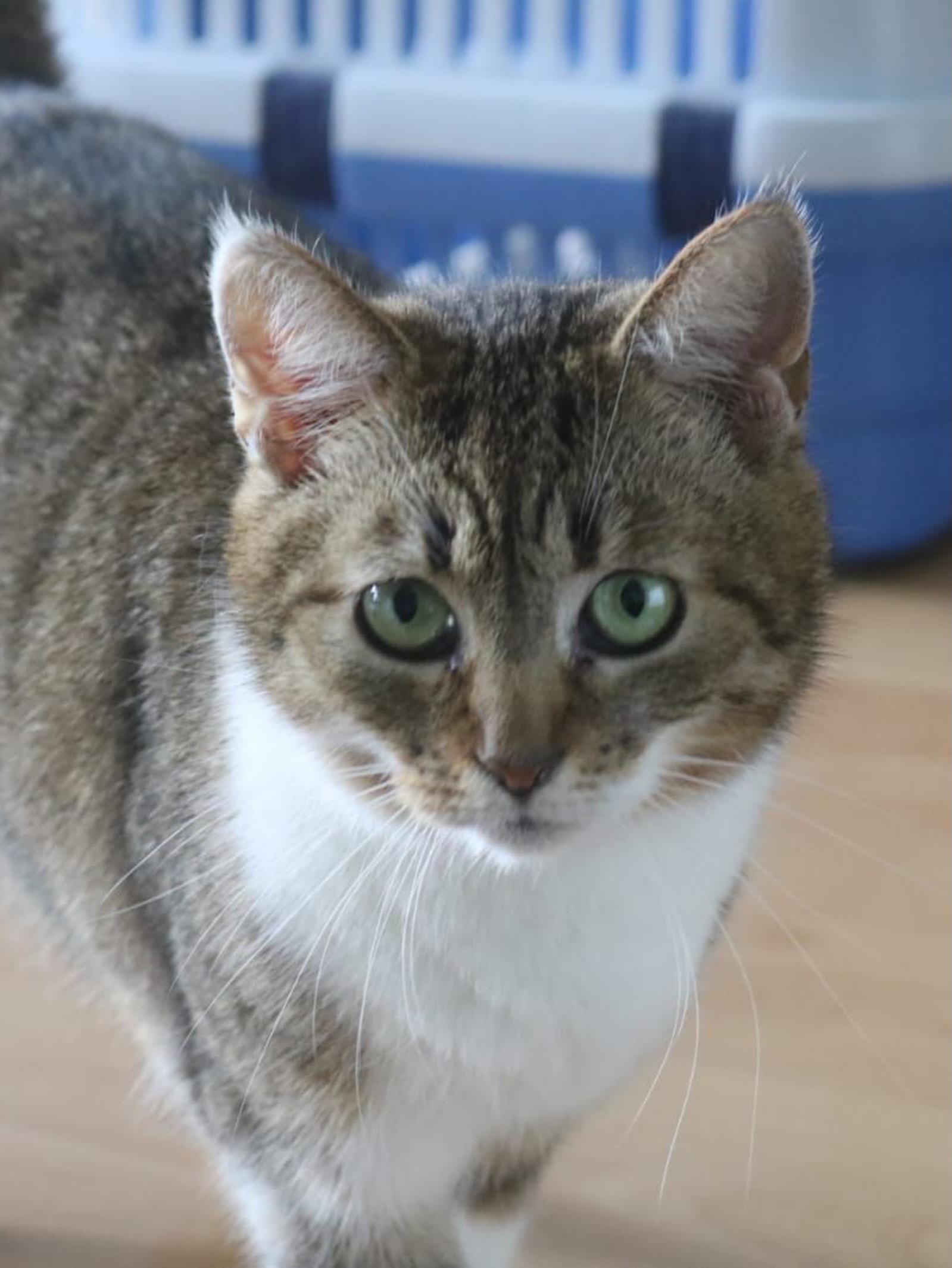 👑 Vom Wildfang zur Prinzessin: Hermiona sucht ihr Königreich!
Manchmal brauchen Katzen einfach nur ein bisschen Zeit – und genau das hat uns die wunderschöne, 4 Jahre alte Hermiona bewiesen.
Hermiona gehörte zu den allerersten Katzen bei Aga im Asyl. Lange Zeit dachten wir, sie würde dort für immer ihr Zuhause haben, denn sie galt als völlig verwildert. Der Kontakt zu uns Menschen? Lieber mit ganz viel Abstand. Doch vor etwa einem Jahr passierte das, woran viele nicht mehr geglaubt hatten: Hermiona öffnete ihr Herz. Aus der scheuen Katze wurde eine absolute Schmusekatze, und für uns stand fest: Diese tolle Maus ist bereit für ihr ganz eigenes Für-immer-Zuhause!
Inzwischen hat Hermiona den nächsten großen Schritt gewagt und wartet auf einer Pflegestelle in 22846 Norderstedt auf ihre Menschen. Natürlich brauchte sie nach dem Umzug erst einmal Zeit, um anzukommen, und zeigte sich anfangs sehr vorsichtig und schüchtern. Aber wer kann schon gutem Futter widerstehen? Mit Leckerchen lässt sich die hübsche Kätzin nämlich ganz wunderbar bestechen! Die Geduld ihrer Pflegemama hat sich längst ausgezahlt: Mittlerweile klettert Hermiona von ganz alleine auf den Schoß und genießt die Streicheleinheiten in vollen Zügen.
Was Hermiona zum vollkommenen Glück unbedingt braucht, sind Artgenossen. Sie liebt andere Katzen über alles! Daher sucht sie ein Zuhause, in dem bereits mindestens eine souveräne Erstkatze lebt. An einem mutigen Samtpfoten-Kumpel orientiert sie sich sehr, und es gibt ihr die nötige Sicherheit, um noch weiter über sich hinauszuwachsen.
Möchtest du Hermiona zeigen, wie schön ein echtes Katzenleben ist? Wenn du die nötige Geduld für eine anfangs schüchterne, aber im Herzen unheimlich verschmuste Katze hast, dann melde dich bei uns über unsere Selbstauskunft! 🐾❤️