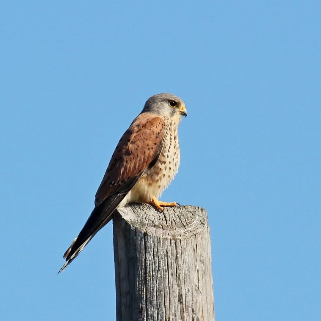 The beautiful kestrel.
#islandwildlife #kefaloniawildlife #greekwildlife #guidedwildlifewalks #birdlovers