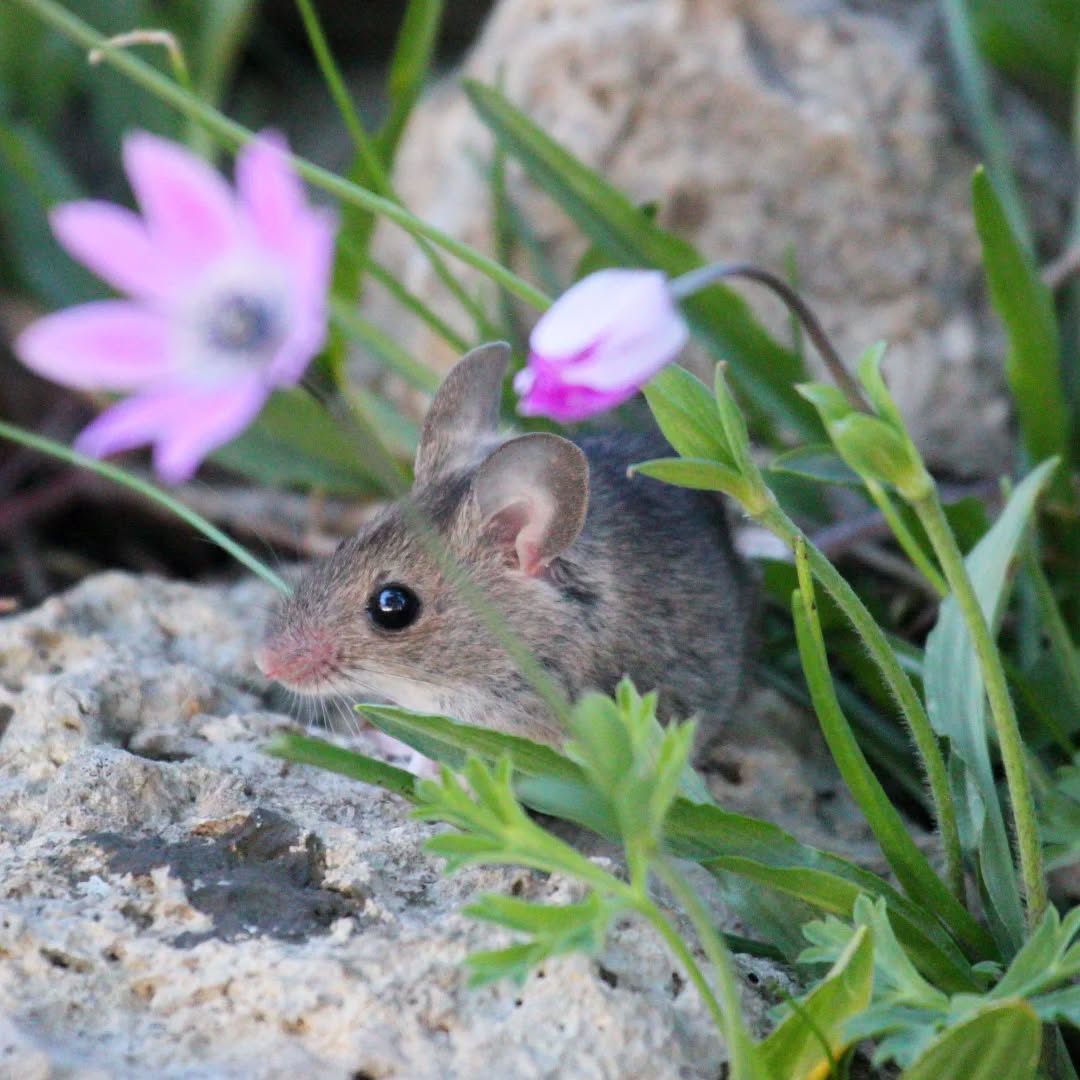 A yellow-necked mouse in a copse near our cottage.
#islandwildlife #kefaloniawildlife #greekwildlife #guidedwildlifewalks #mouse
