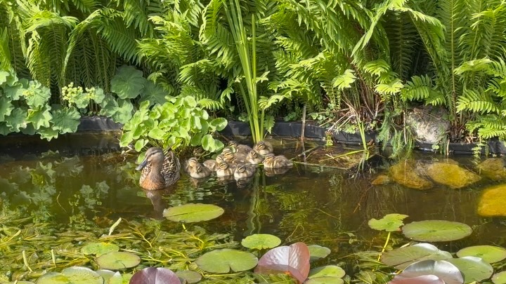 In onze tuin val je van de ene verbazing in de andere.
Volkomen verrast waren wij zojuist toen we moeder eend met haar kuikentjes in onze vijver zagen zwemmen. Helemaal niet gemerkt dat er een eendenpaar in onze tuin zat te broeden.