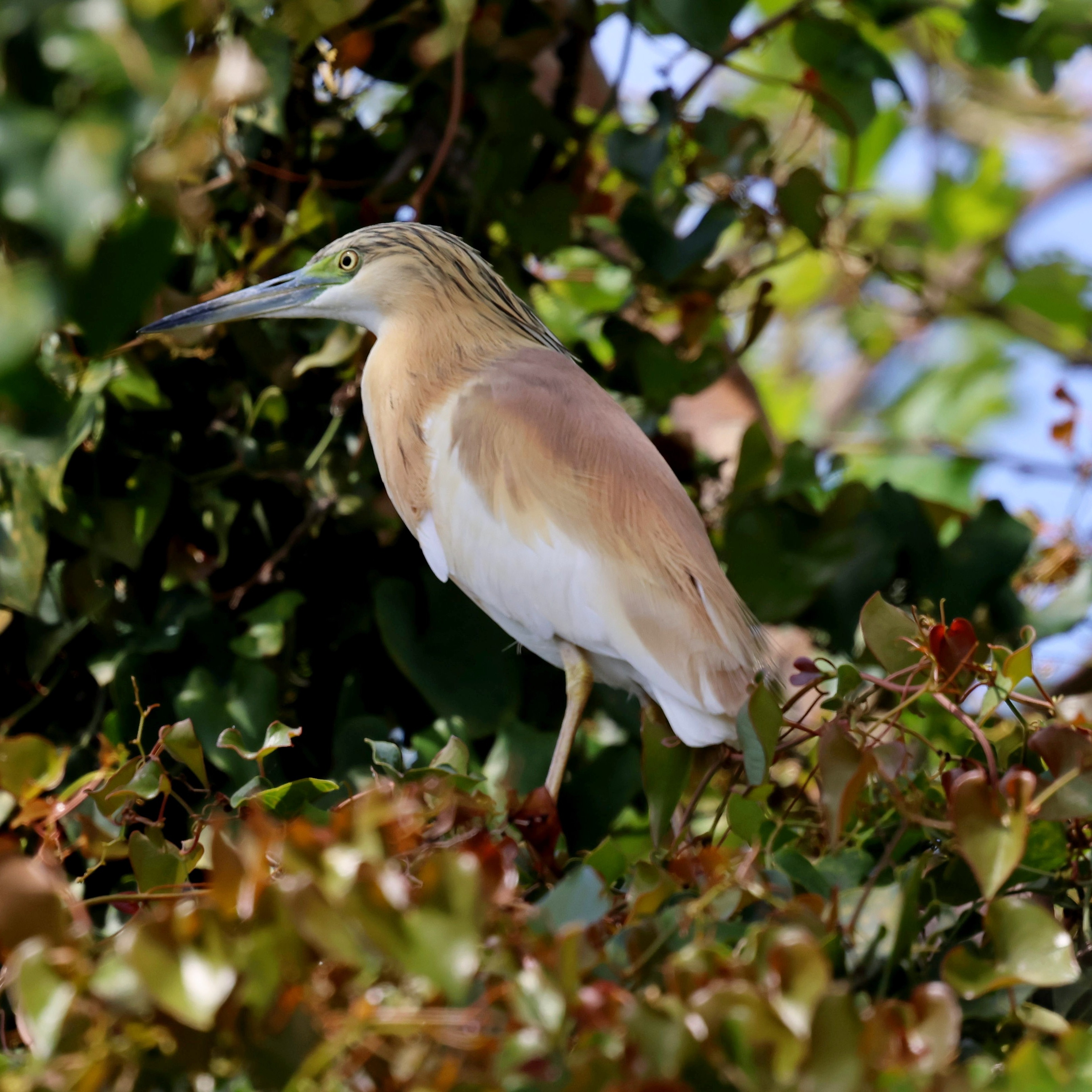 A squacco heron at Katelios.
#islandwildlife #kefaloniawildlife #greekwildlife #guidedwildlifewalks #birdlovers