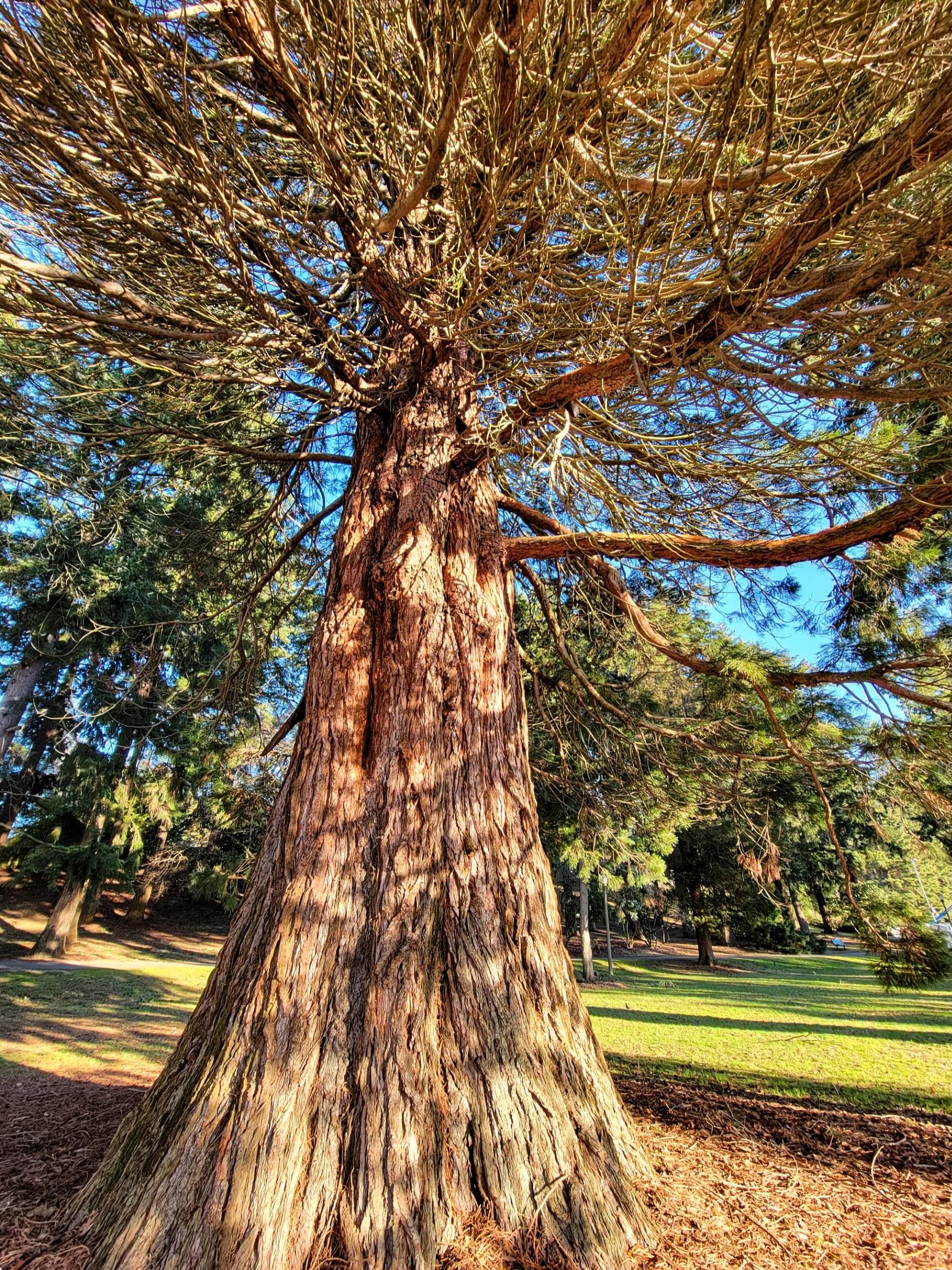 What is BIG, OLD, HISTORIC? A Heritage Tree! Register your giant tree with the city’s Heritage Tree program to receive official recognition and support a vibrant tree canopy for Tacoma! Link in bio to nominate. Also, check out our new website- reforesttacoma.com