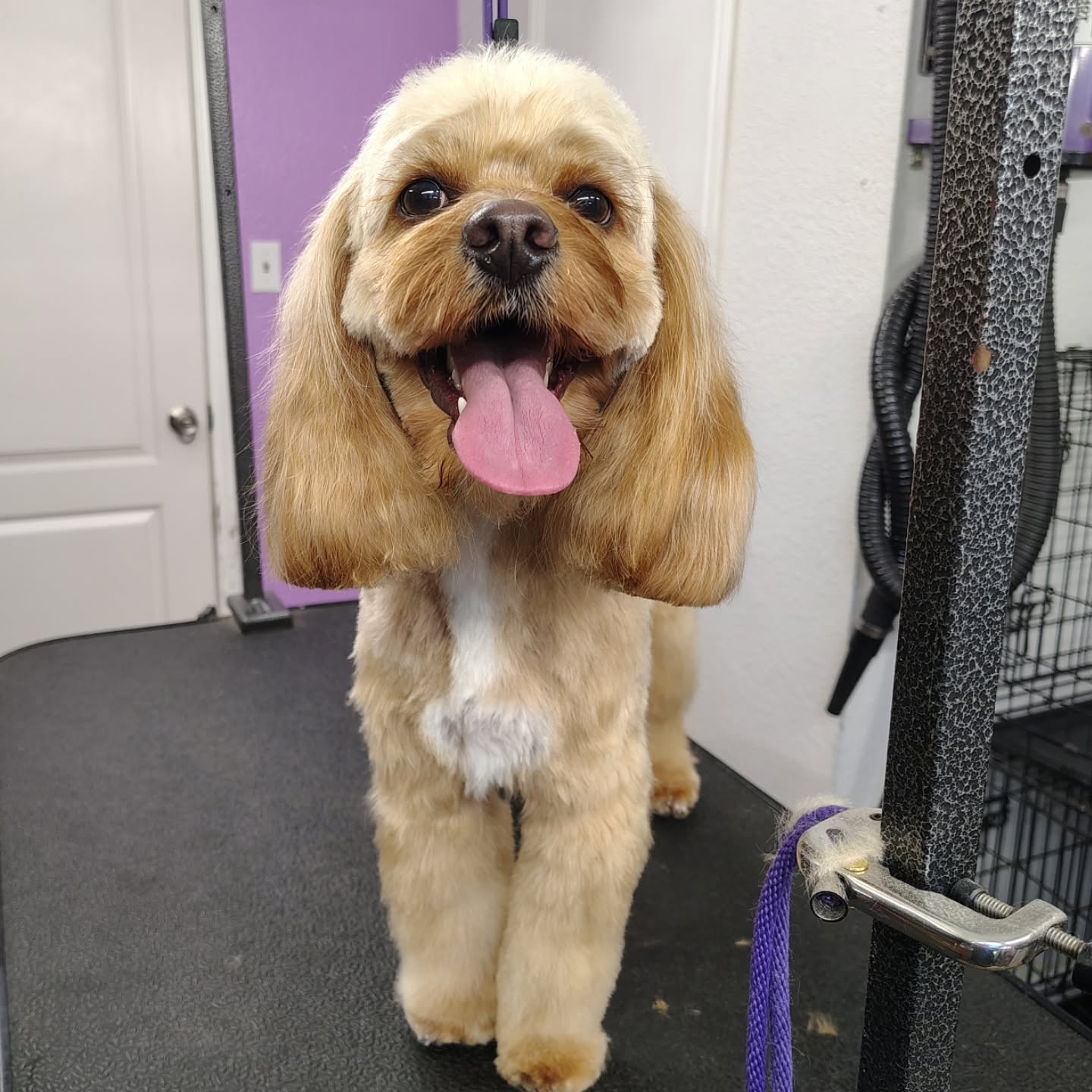 We love watching confidence grow the way it has in Milo ✨🐾 Just look at that proud little stance after his spa day.
#doggrooming #confidentdog #luxurydoggrooming #sanmarcostx #happydog