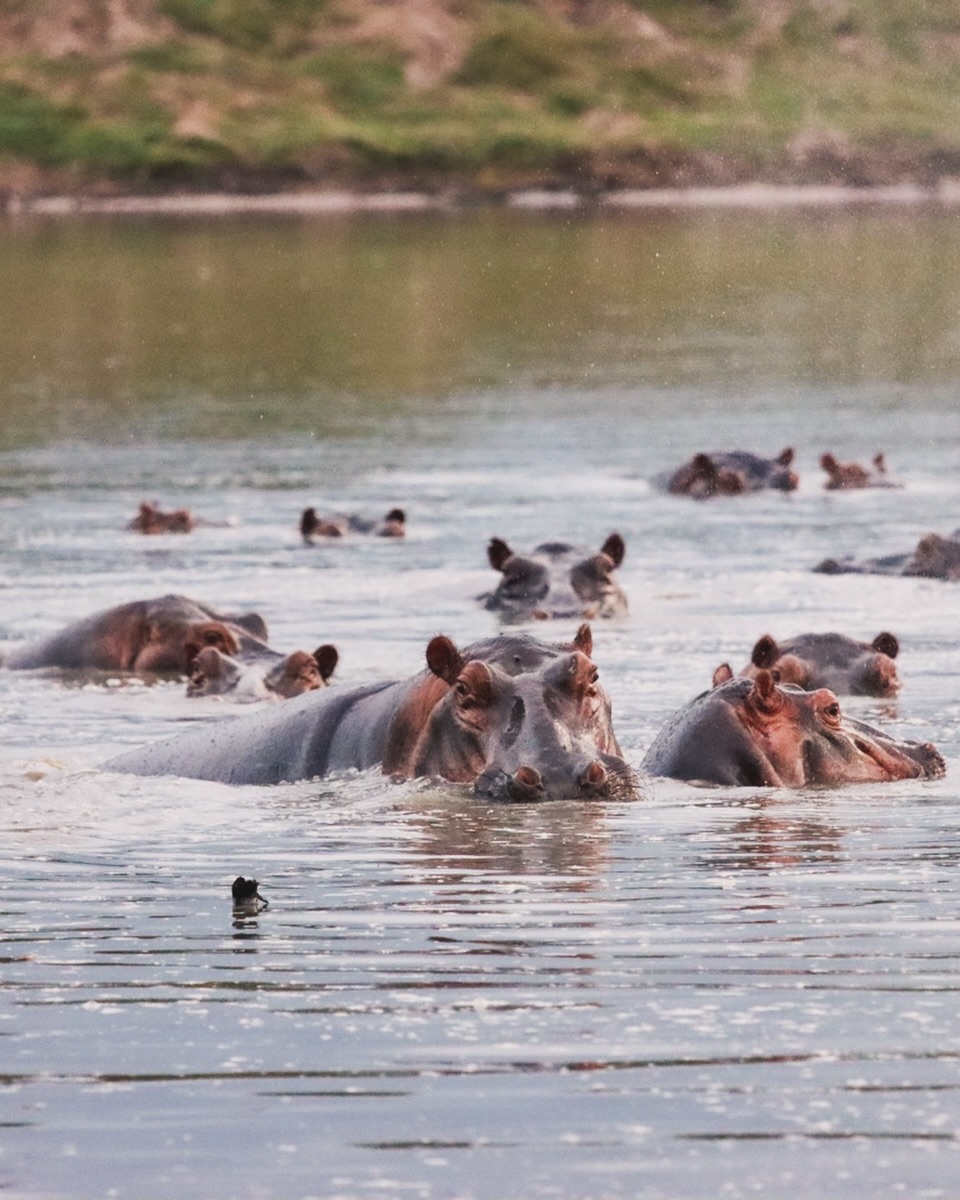 Hippo paradise in the heart of Tanzania.
Watching hundreds of hippo’s glide through the rufiji river at Nyerere national park is one of the wildest experiences in Africa. Sunrise boat safaris, untouched wilderness, and incredible wildlife moments everywhere you look.
Nyerere feels raw, authentic, and beautiful remote - a true hidden gem for safari lovers!
#nyererenationalpark #tanzania #hippos #naturephotography #naturelover