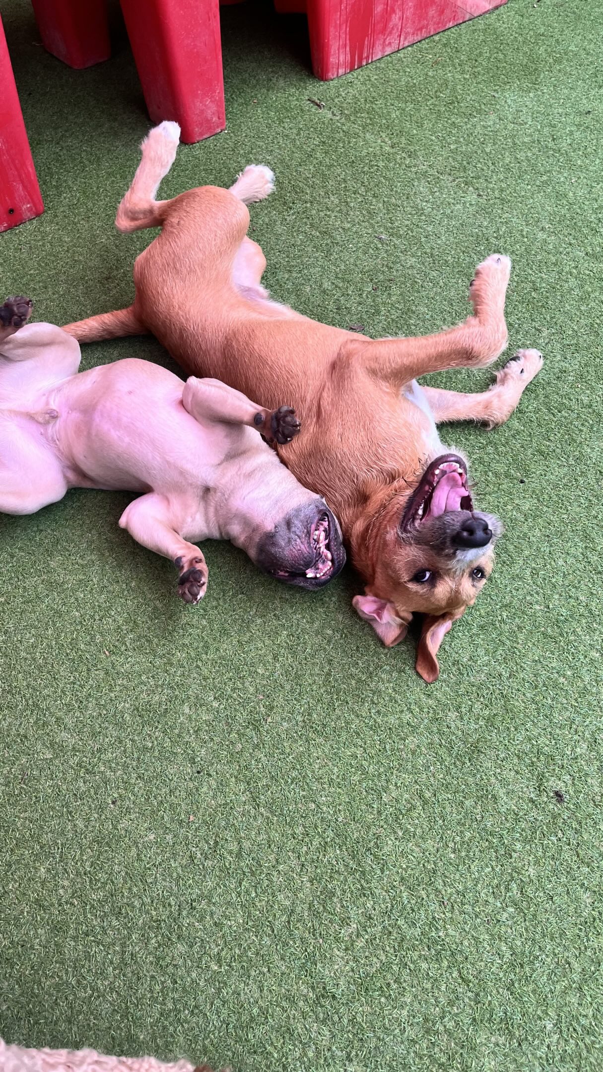 Someone got new brand turf and our pups love it!! 😍 come and check it out! Did you notice in your Pawgress reports?
Places to board your dog or bring for dog daycare in Dallas