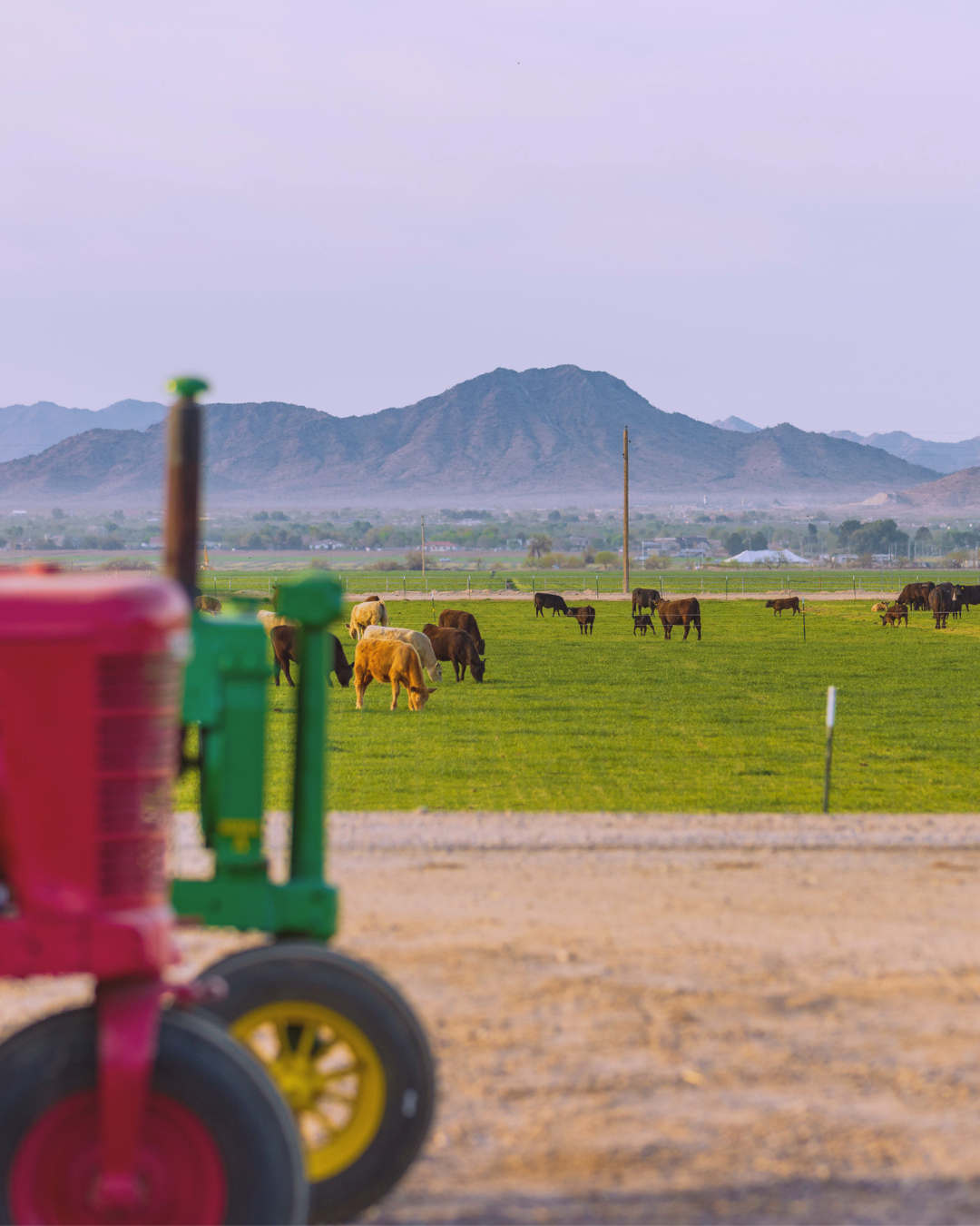 Good morning from some West Valley cattle. 🌞🐮
