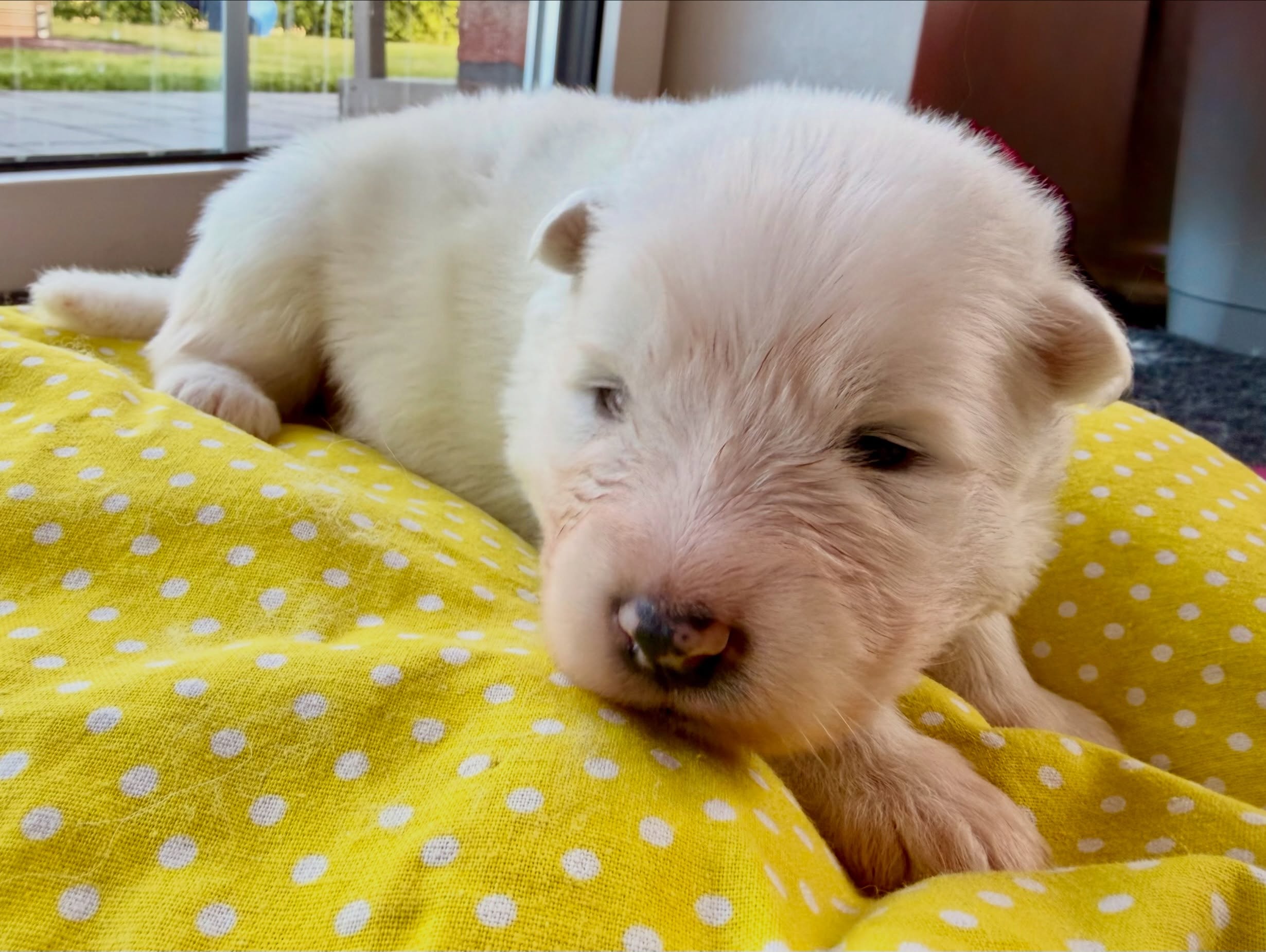 Unsere 5 Mädels sind jetzt schon 2 Wochen alt 🥰💜🩷❤️💛🧡Langsam beginnen sie, ihre Umwelt wahrzunehmen. Auch Prinzessin ❤️ und 💛 haben nun ihre Äuglein geöffnet. #samoyed #samoyedpuppies #dogsofinstagram #puppiesofinstagram #puppylove