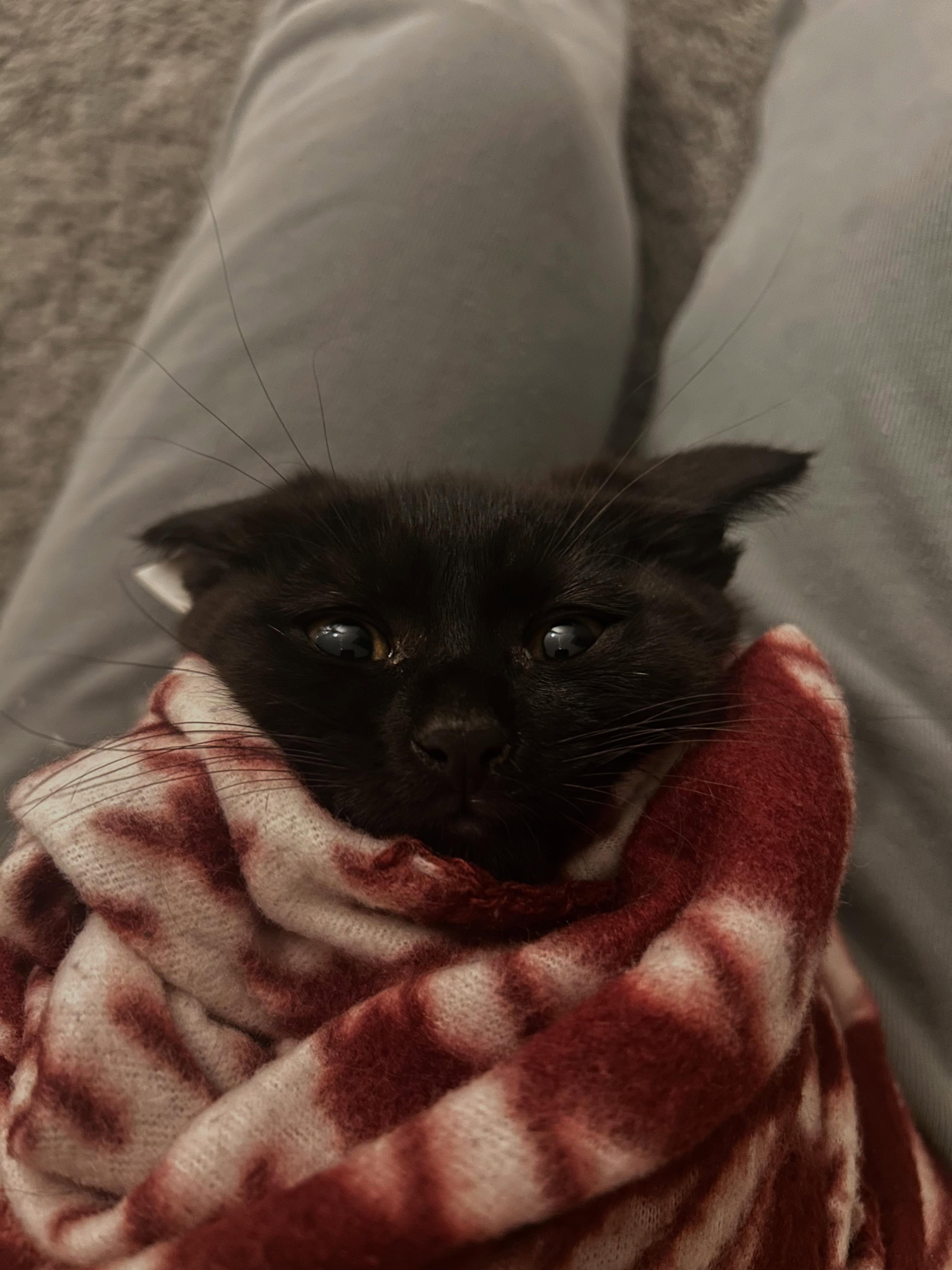 The Fruit kittens are indeed the drama! 😹 Shout out to their foster mom for being so patient with them! Kitties never enjoy the dewormer but it’s always necessary for their health! And sometimes you have to pull out the purrito method! 🌯🐱